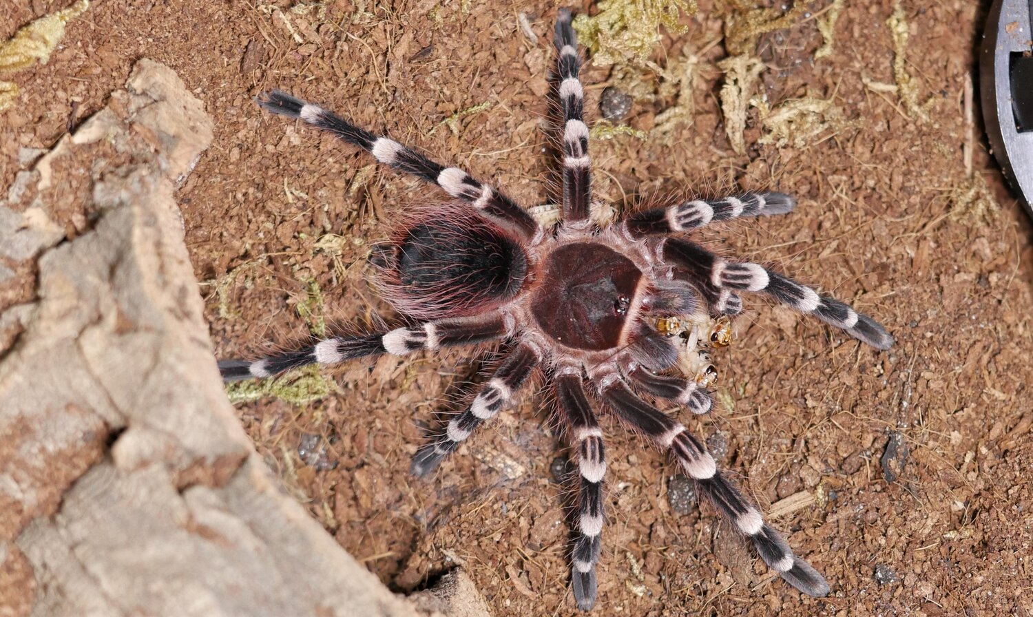Tarantula Acanthoscuria geniculata