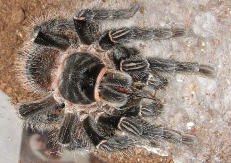 Tarântula Lasiodora parahybana