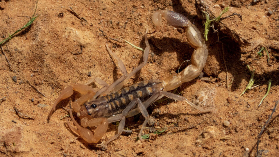 Escorpião Maurus