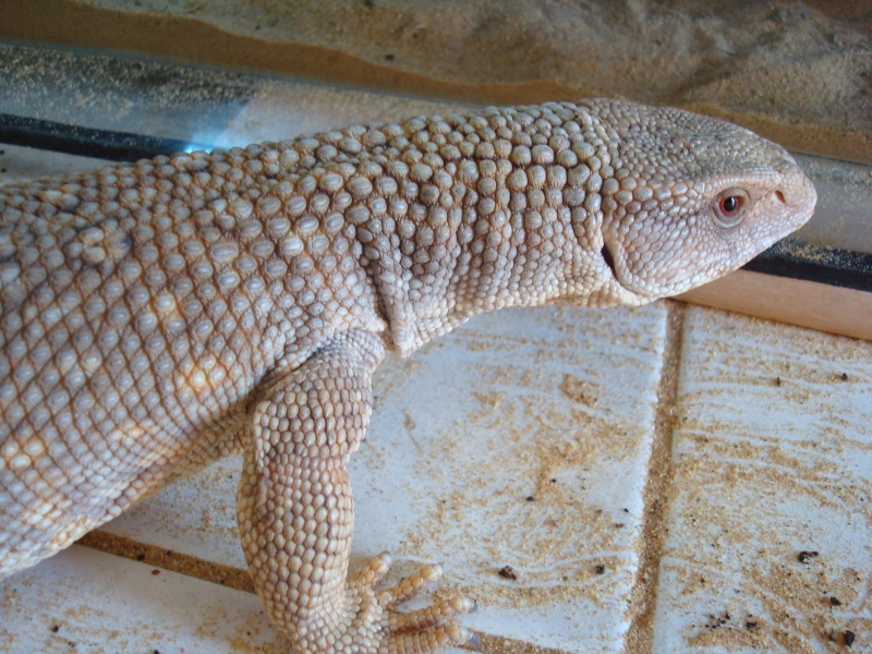Varanus exanthematicus