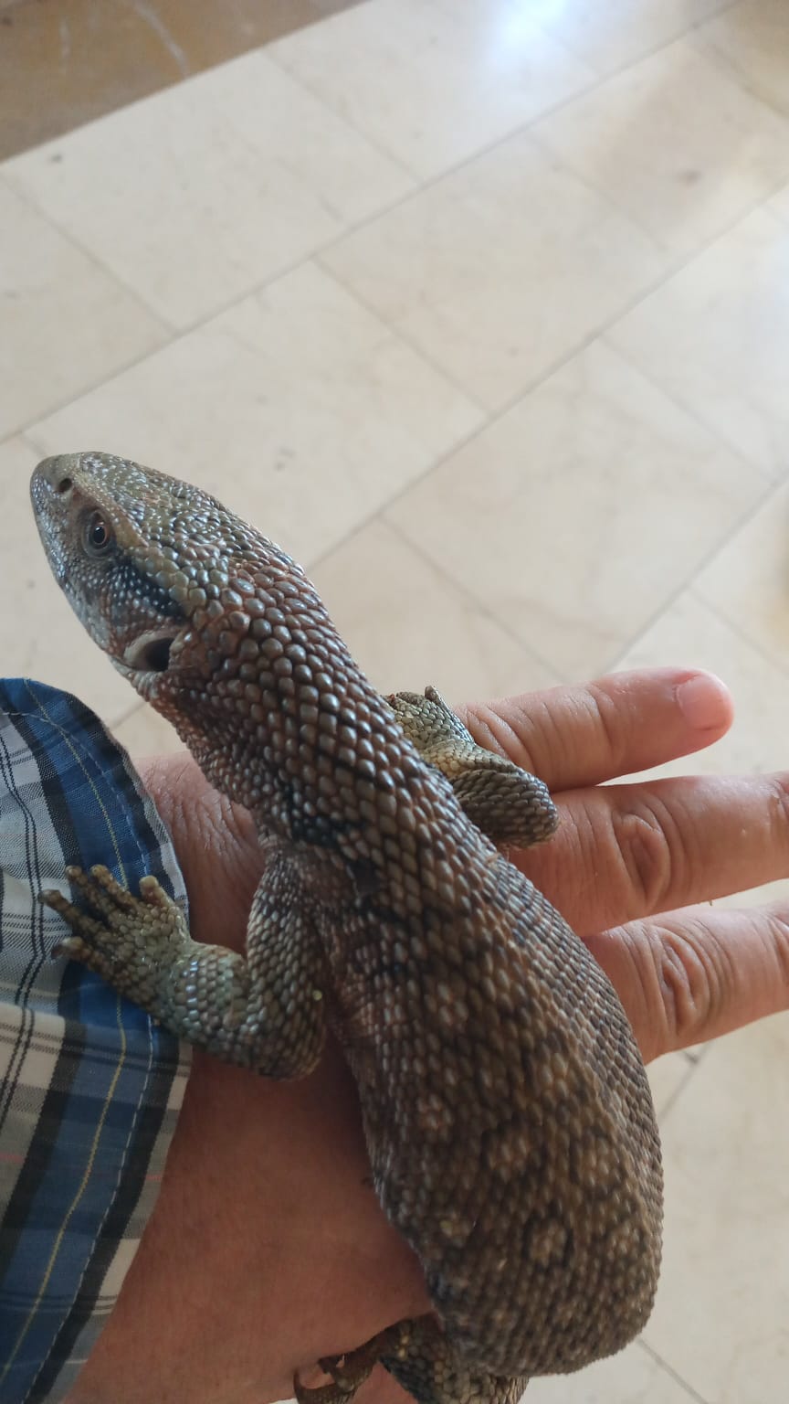 Varanus exanthematicus