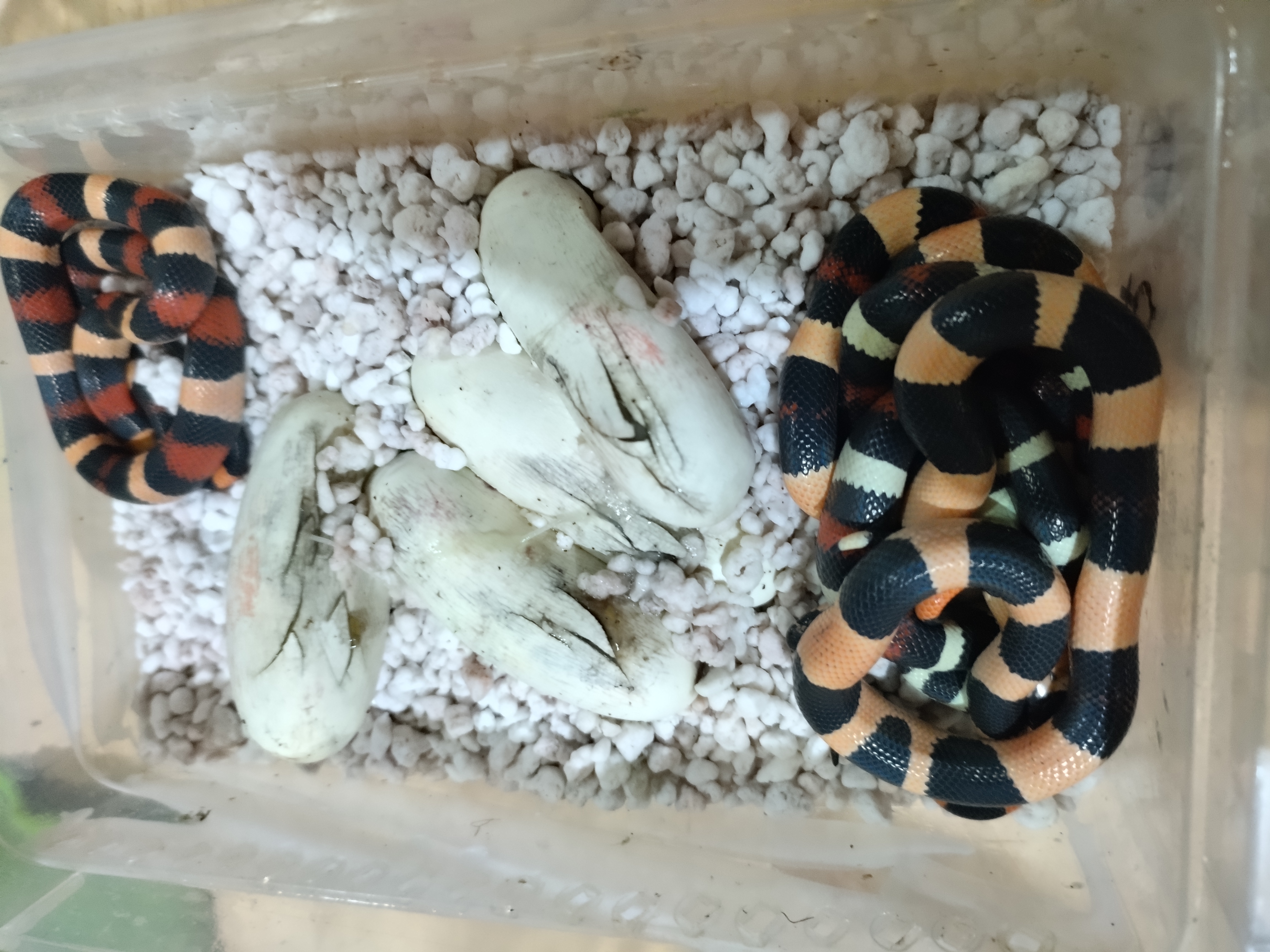 cobras lampropeltis triangulum campbelli