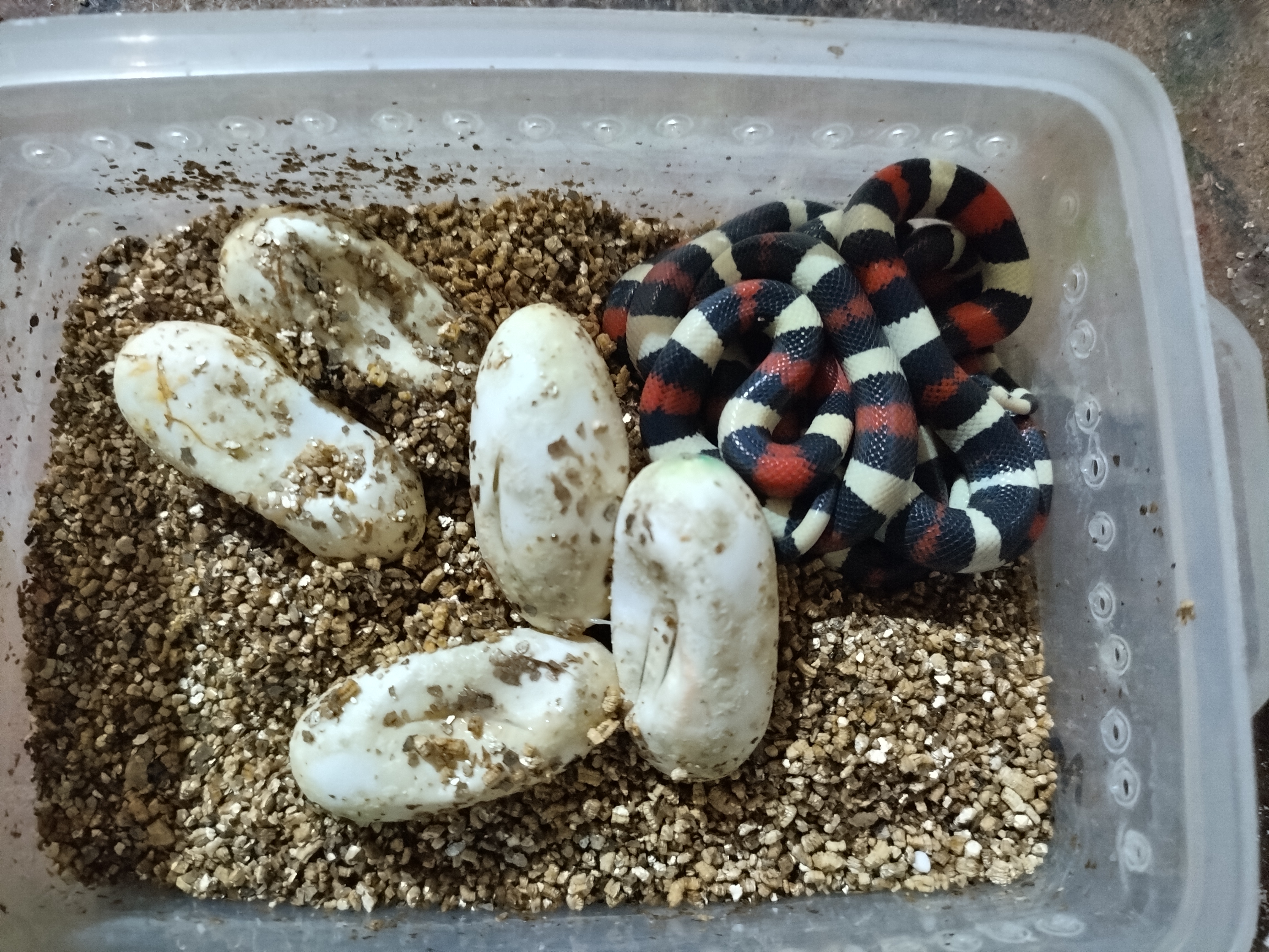 cobras lampropeltis triangulum campbelli