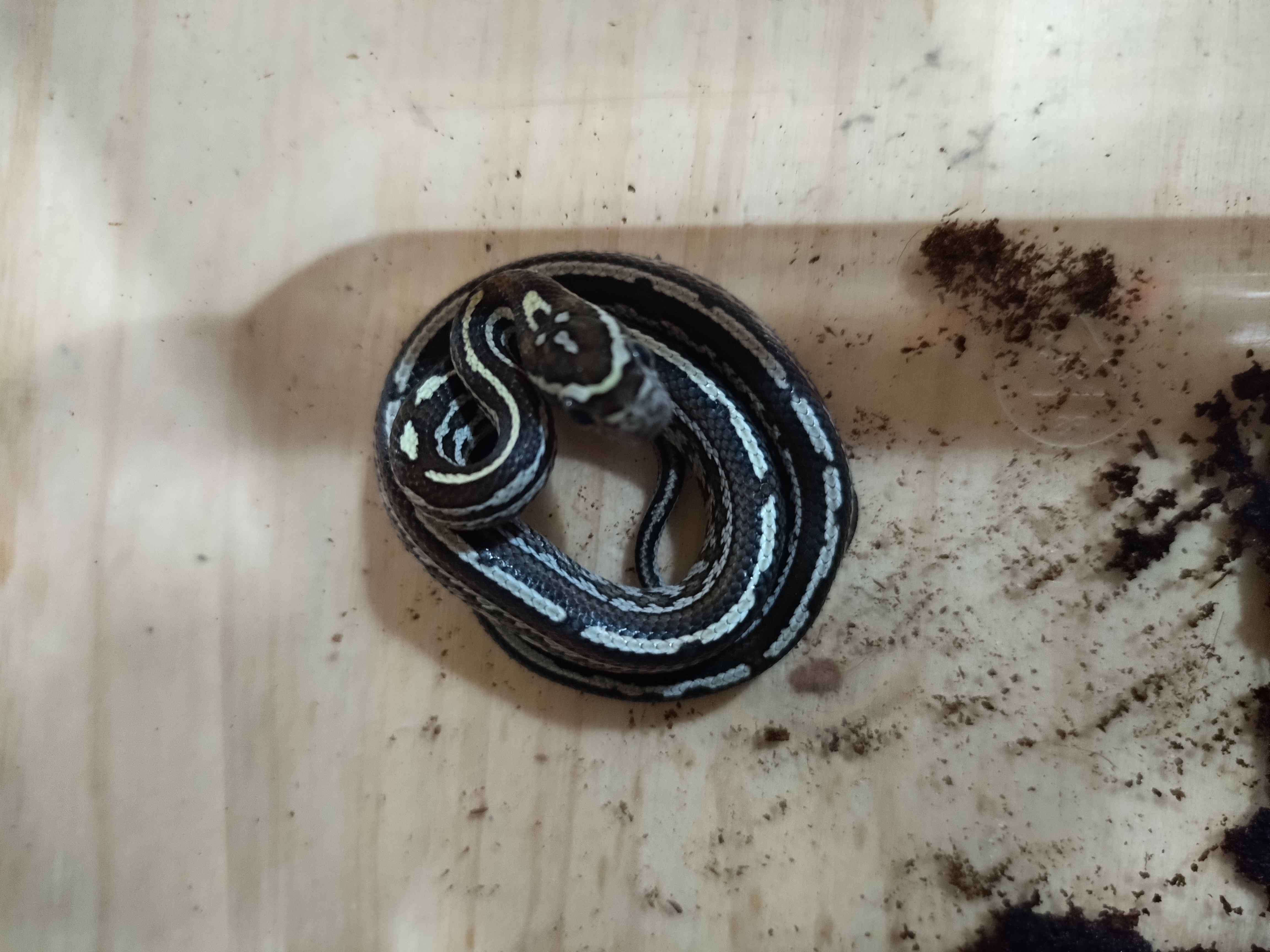 Cobra do milho pantherophis guttatus ghost pastel 