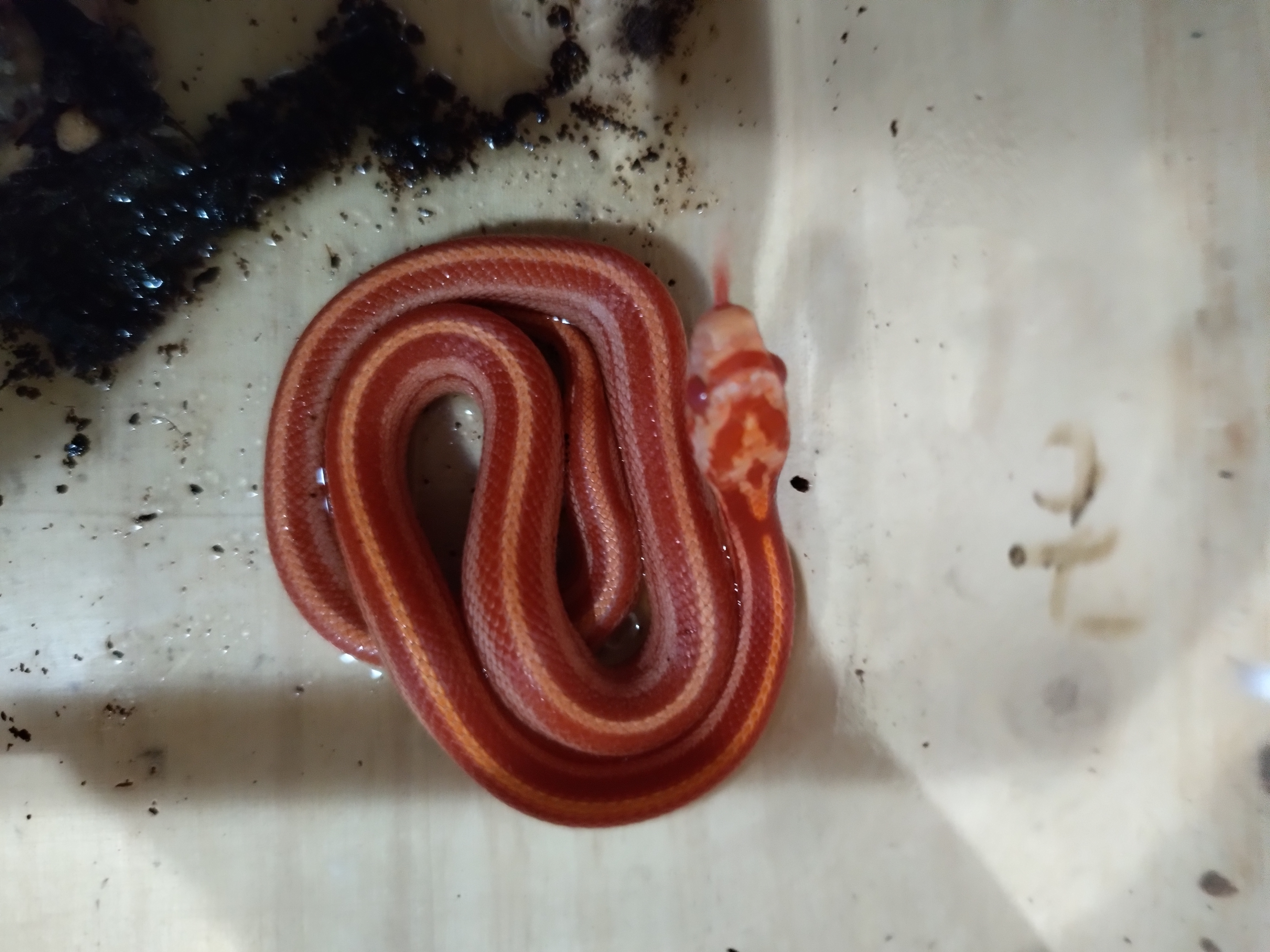 Cobra do milho tessera diversas