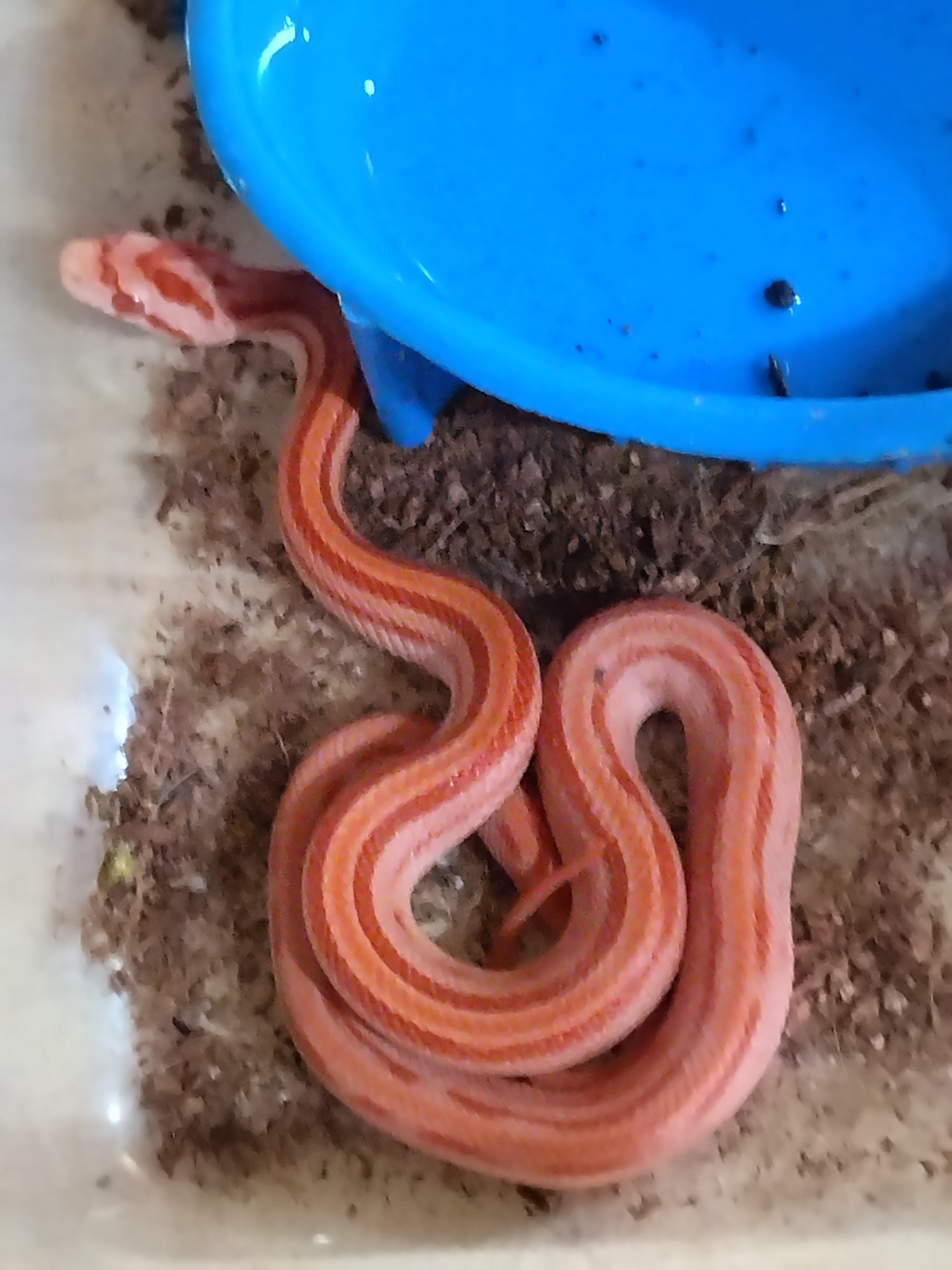 Cobra do milho tessera diversas