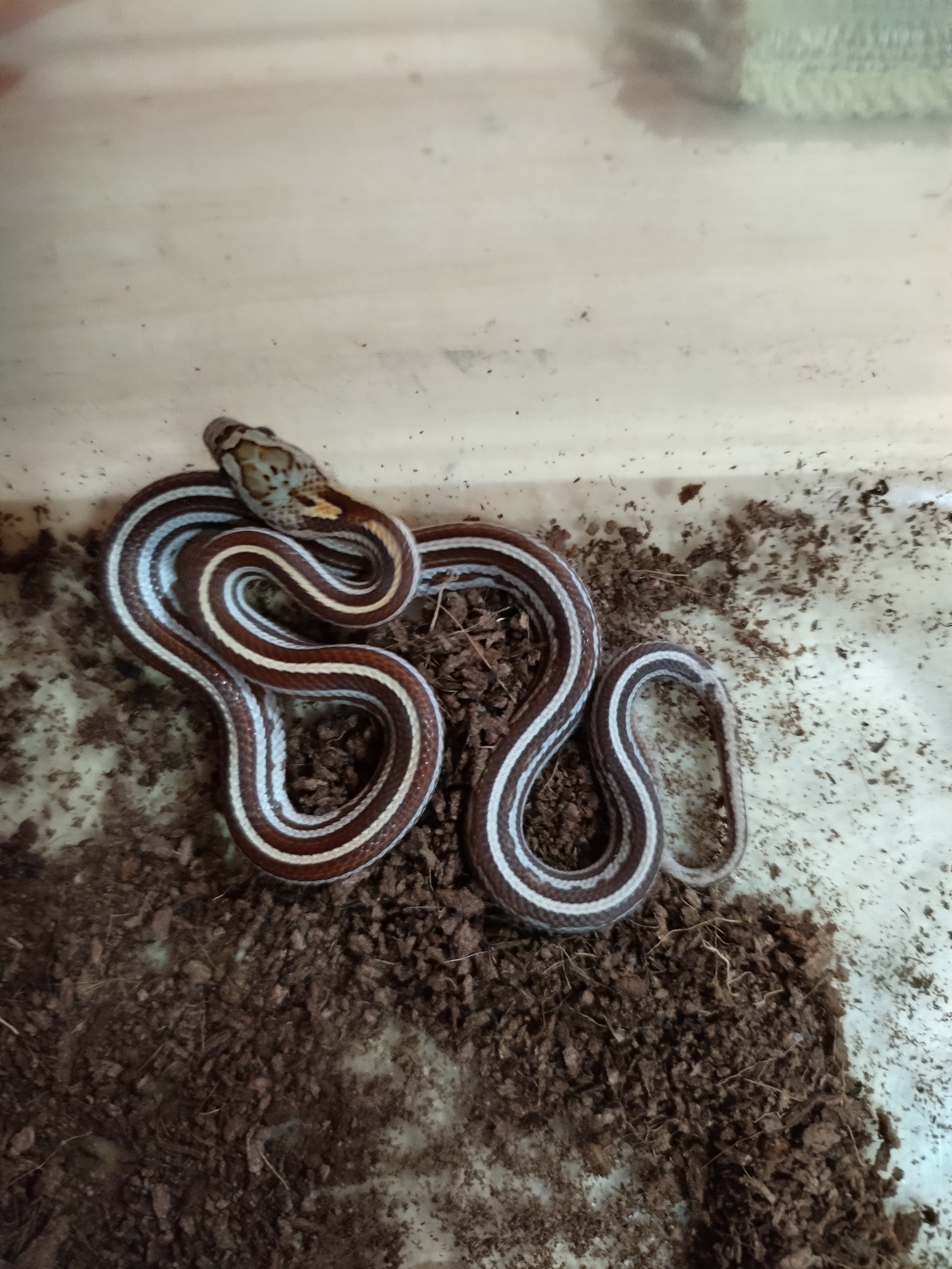 Cobra do milho tessera diversas