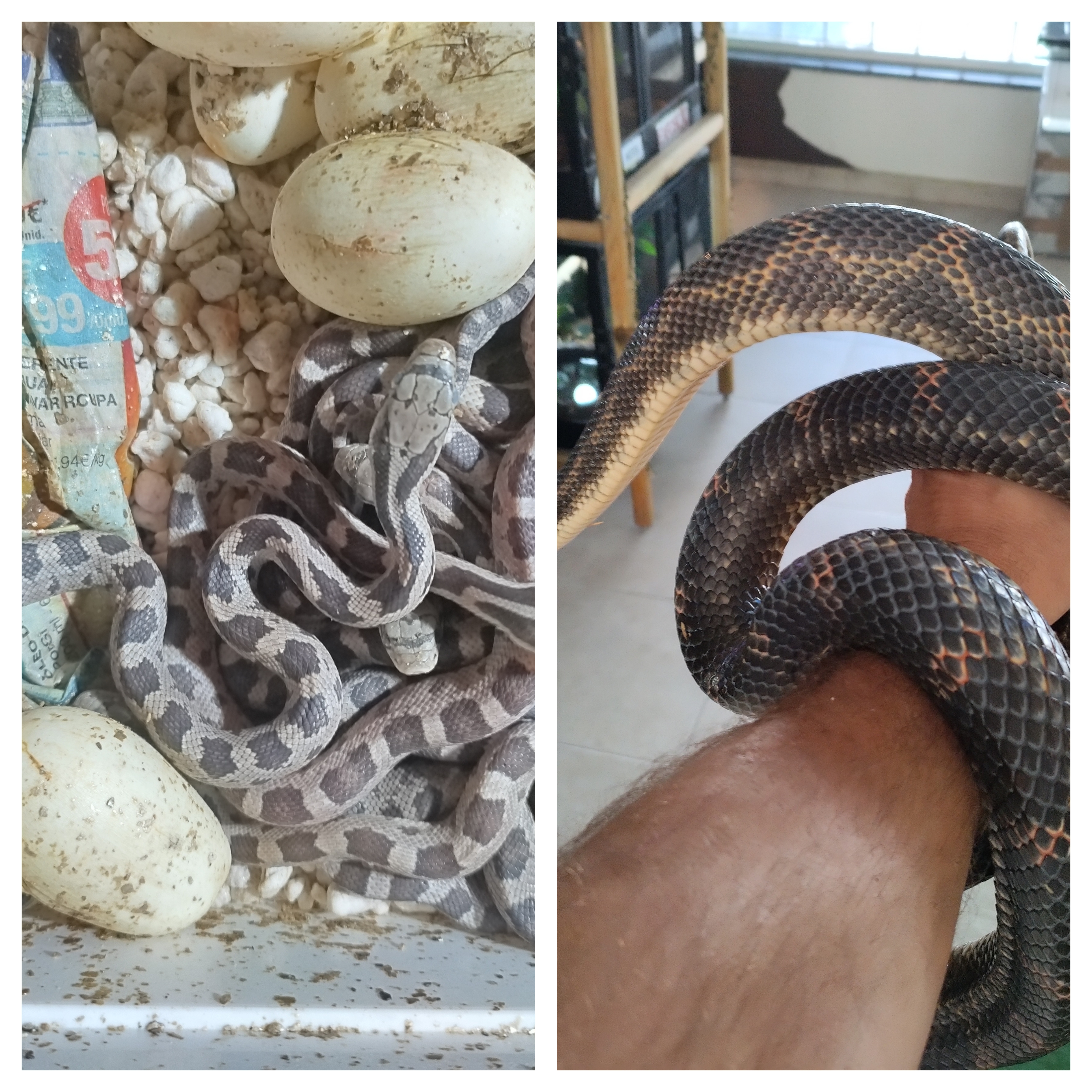 Cobra obsoleta panterophis obsoletus