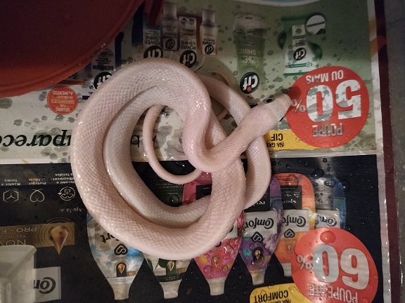 Cobra Obsoleta Leucistica