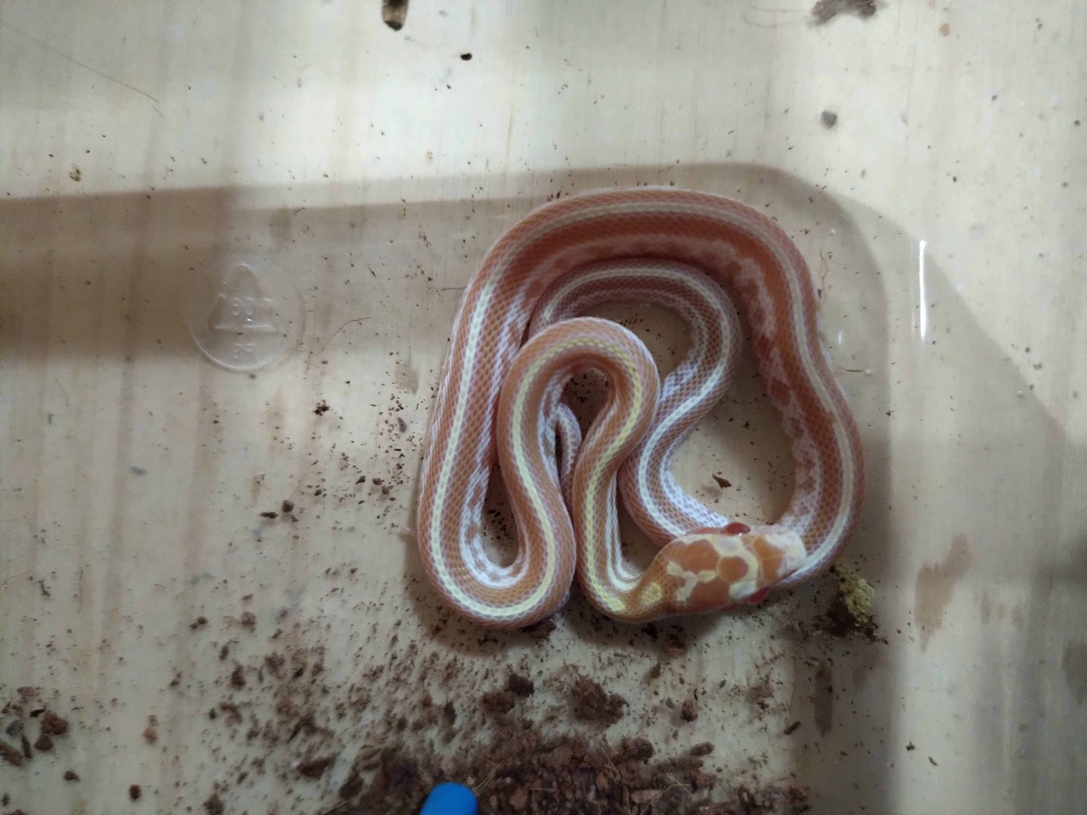 Cobra do milho tessera butter
