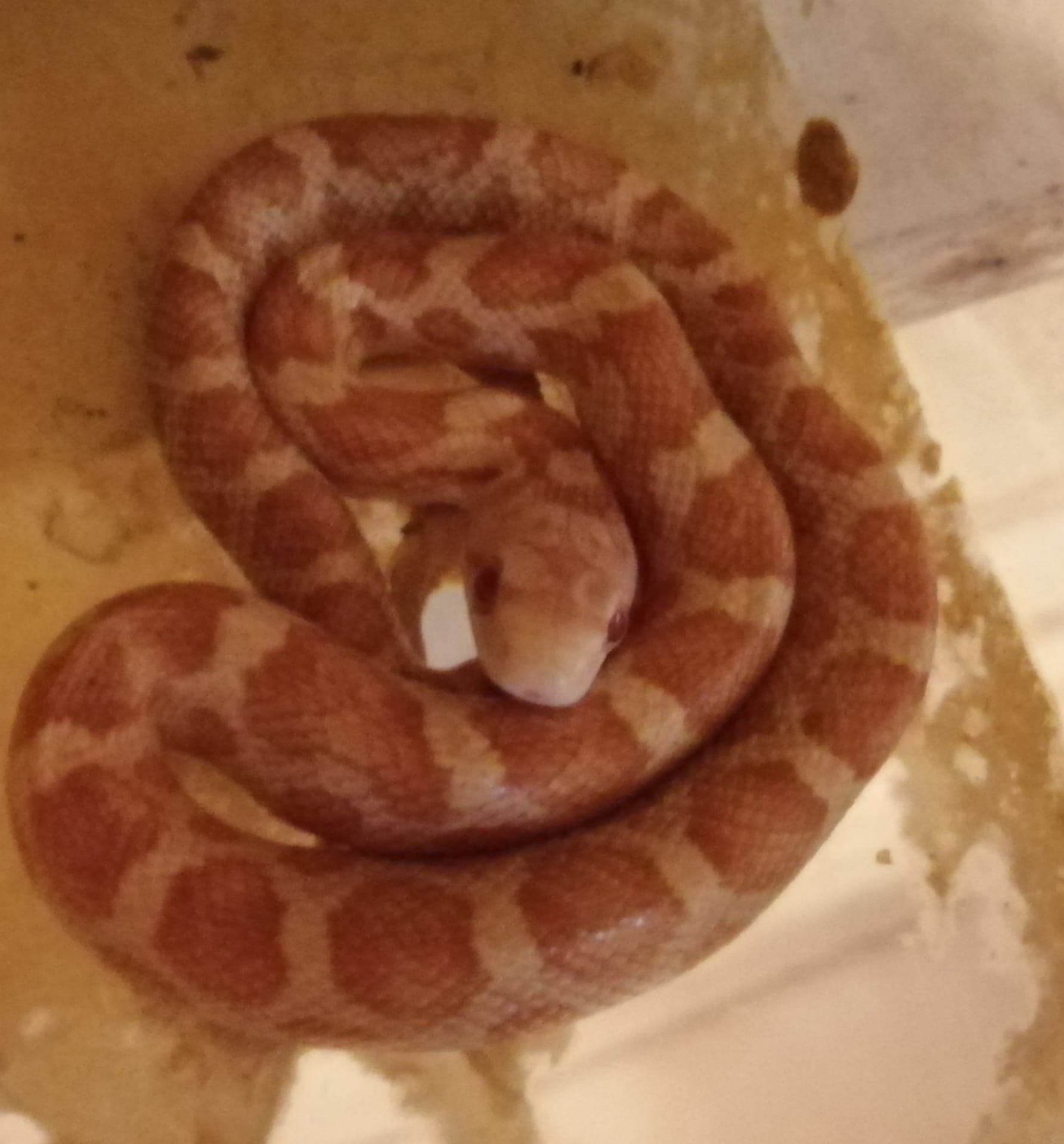 Cobra obsoleta Amel