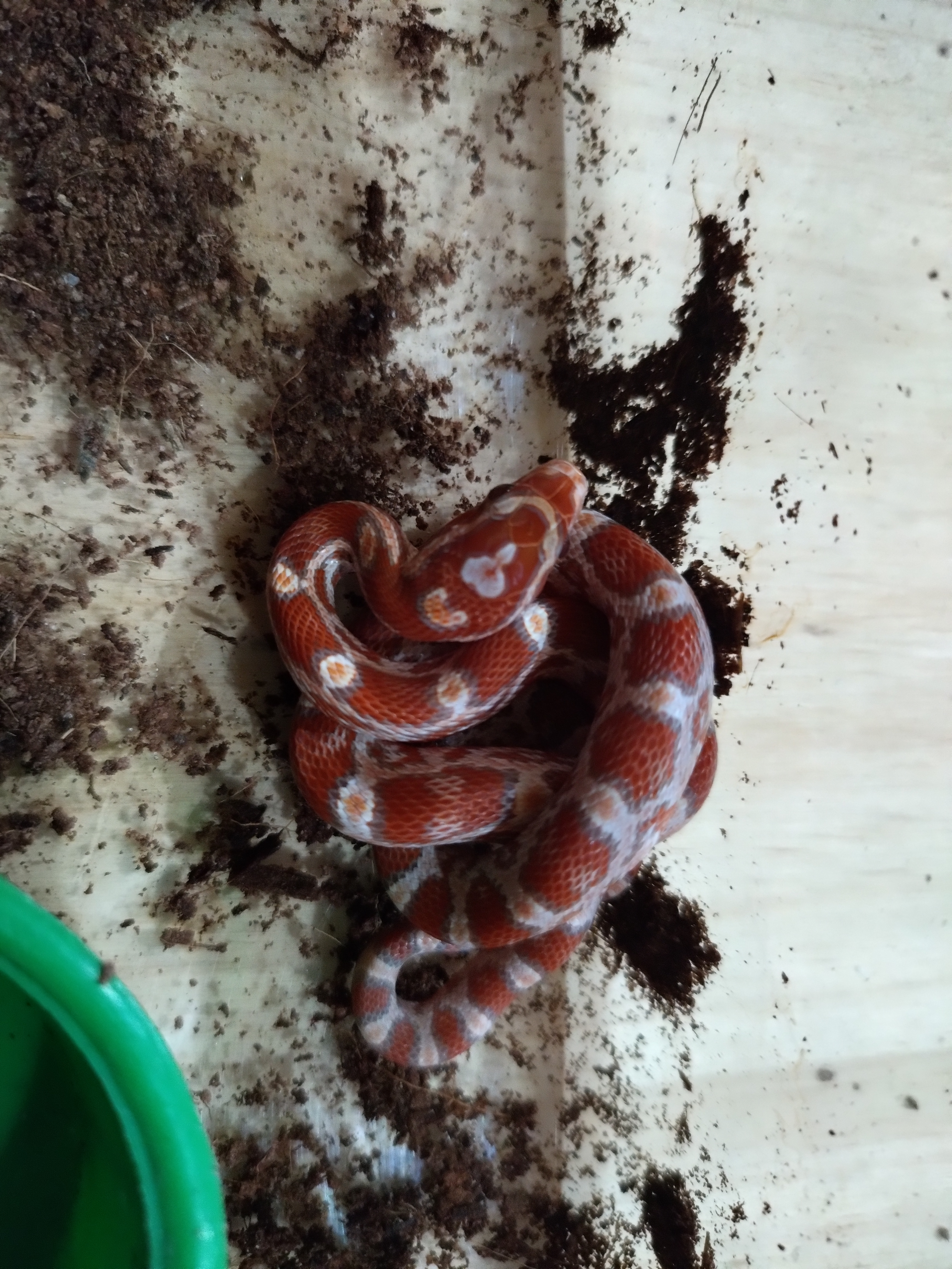 Cobra do milho nominal het pantherophis guttatus