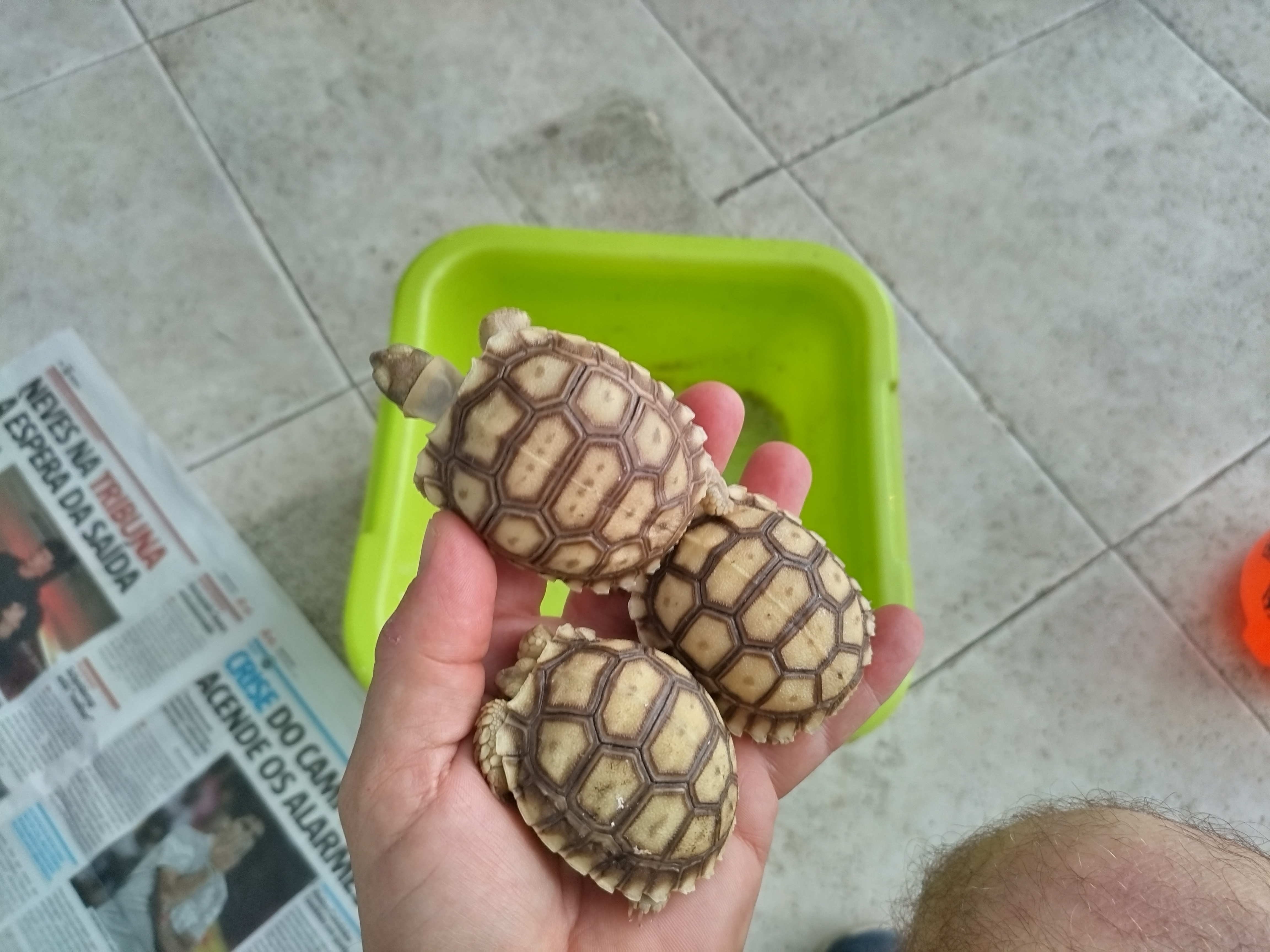 Tartaruga terrestre-Geochelone Sulcata-.