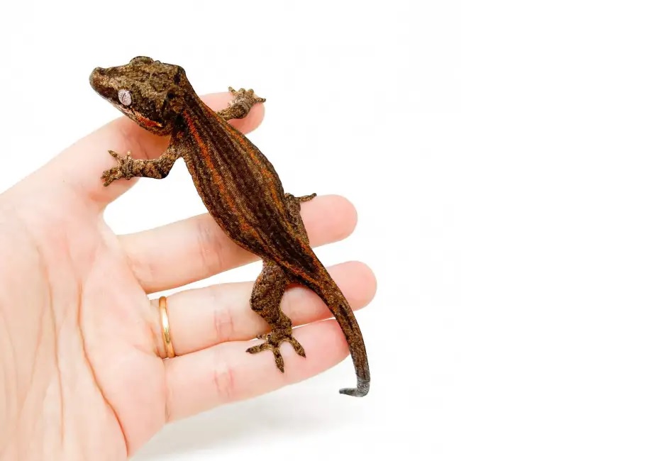 Rhacodactylus Auriculados-Gargoyle gecko red stripe