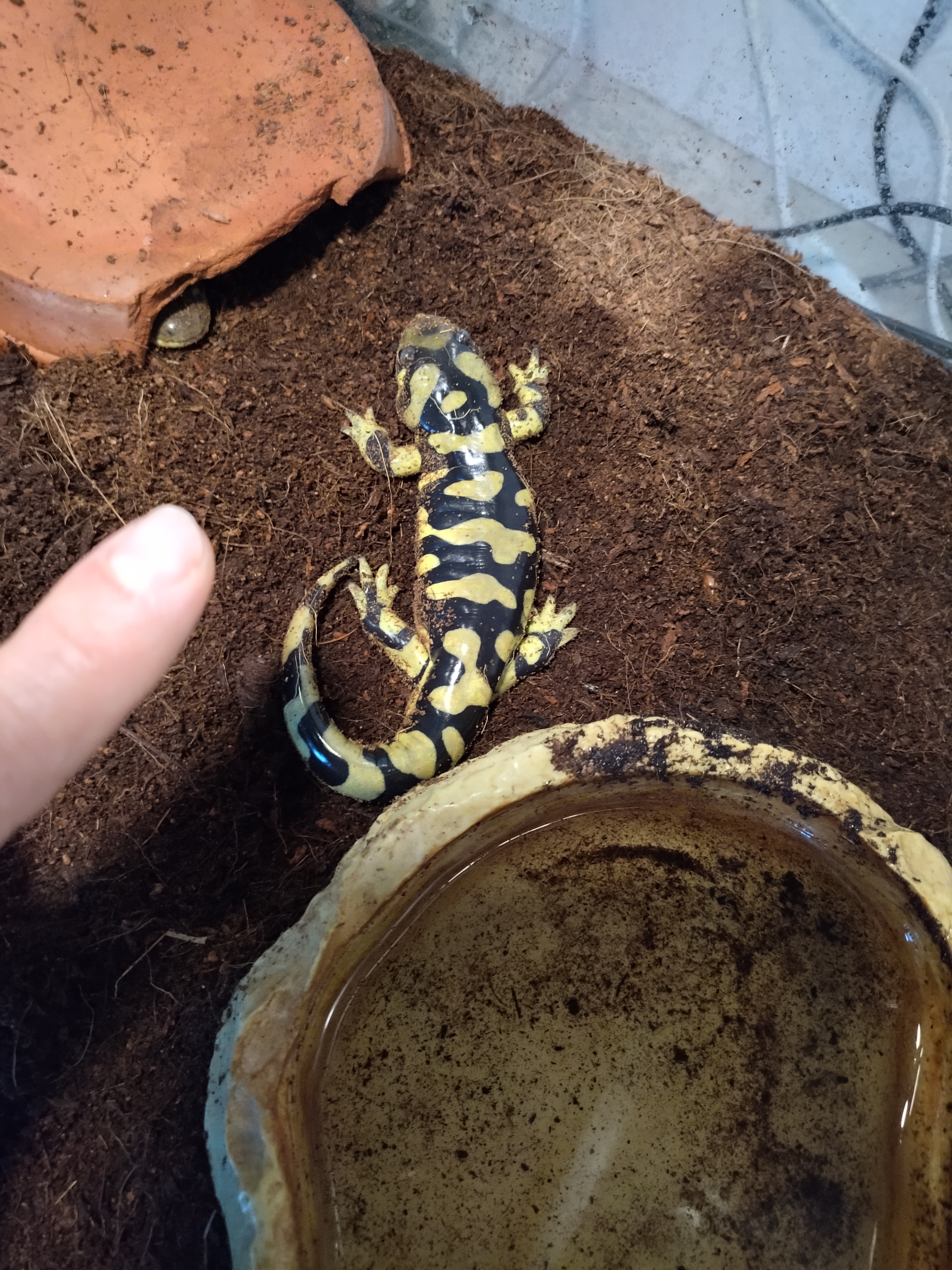 Salamandra ambystoma tigrinum