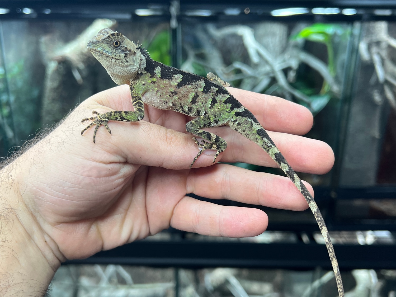 Folha de cuidados doAcanthosaura Lepidogaster