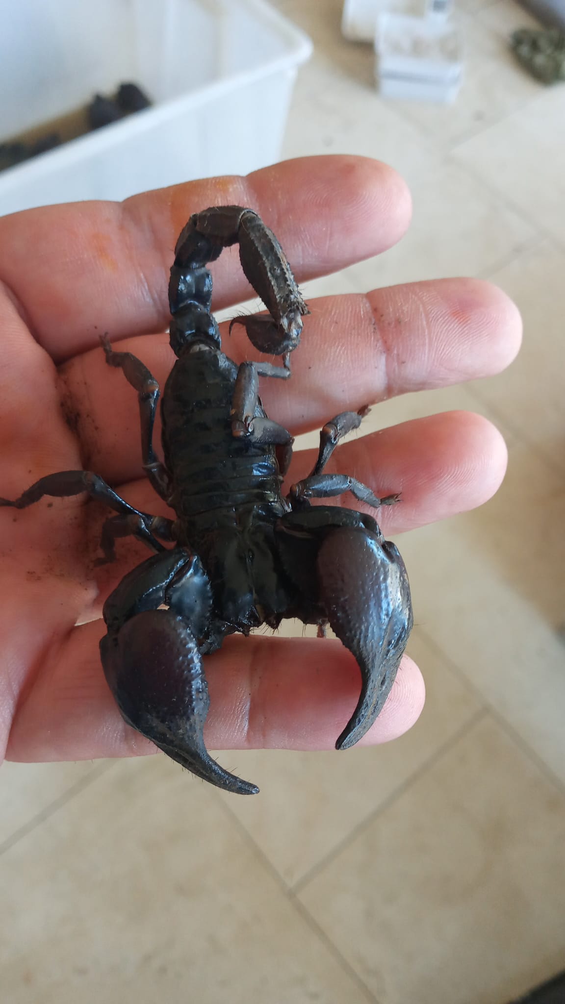 Escorpião heterometrus silenus