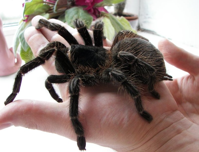 kit Tarântula