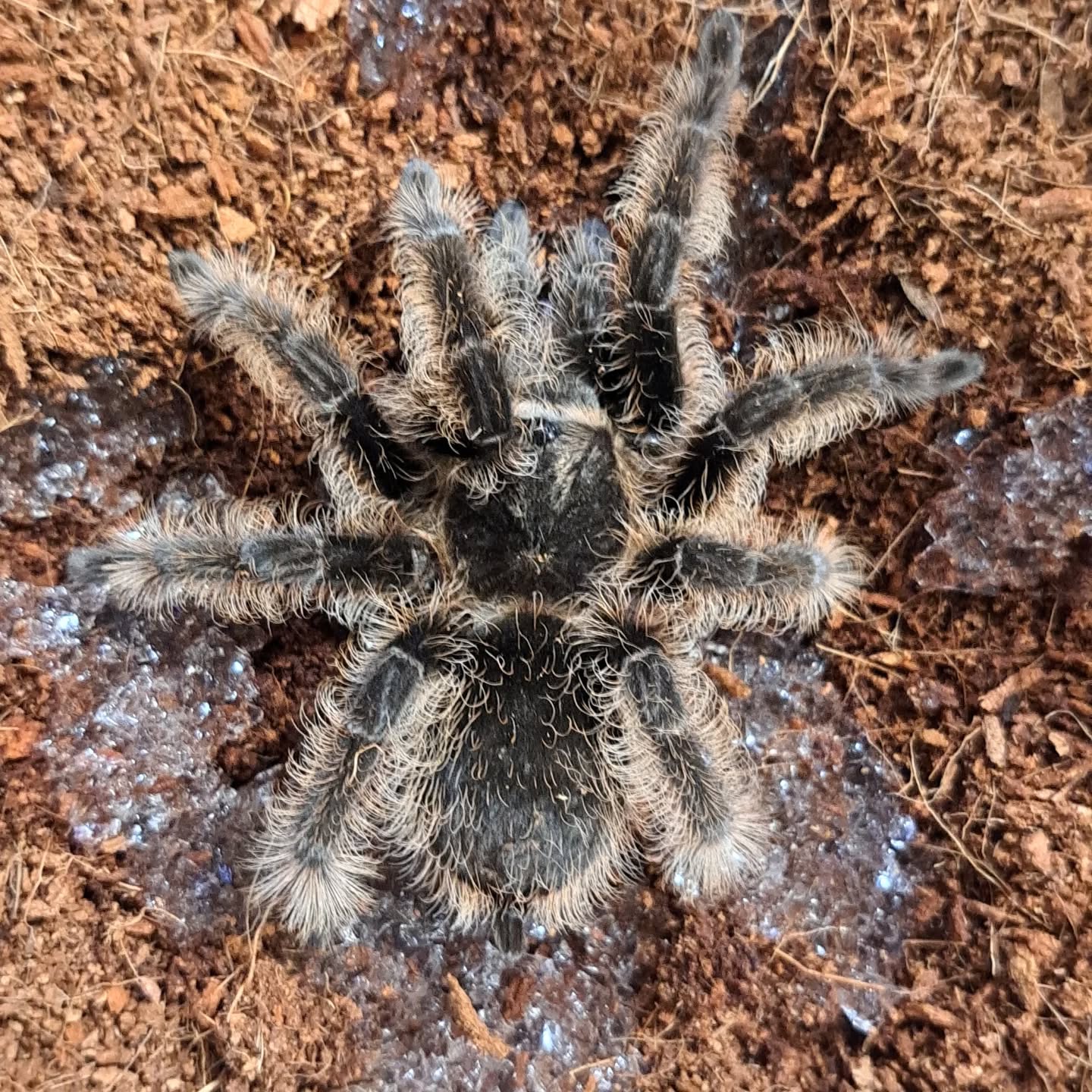 Tarantula Brachypelma Albopilosum