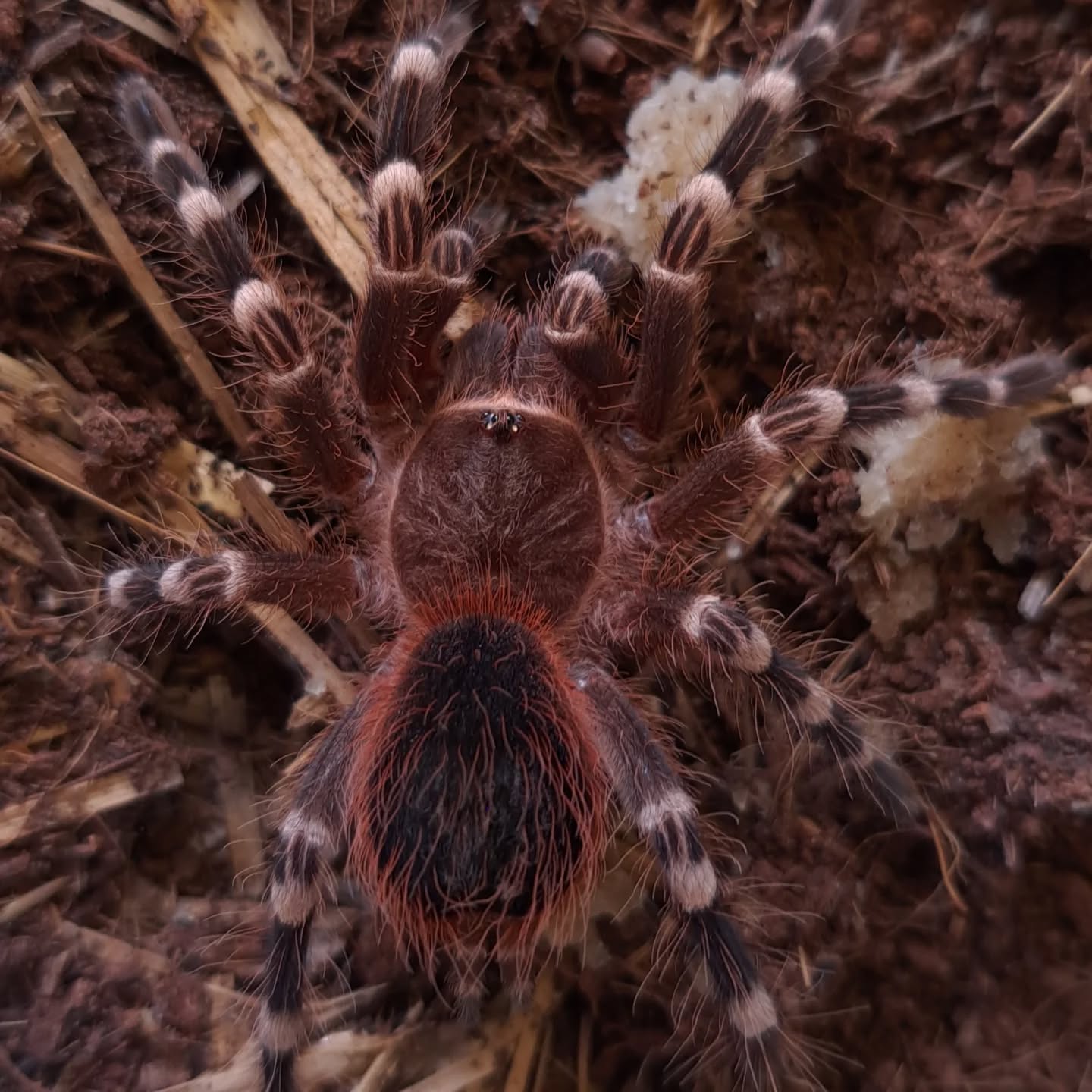 Tarantula Acanthoscuria geniculata