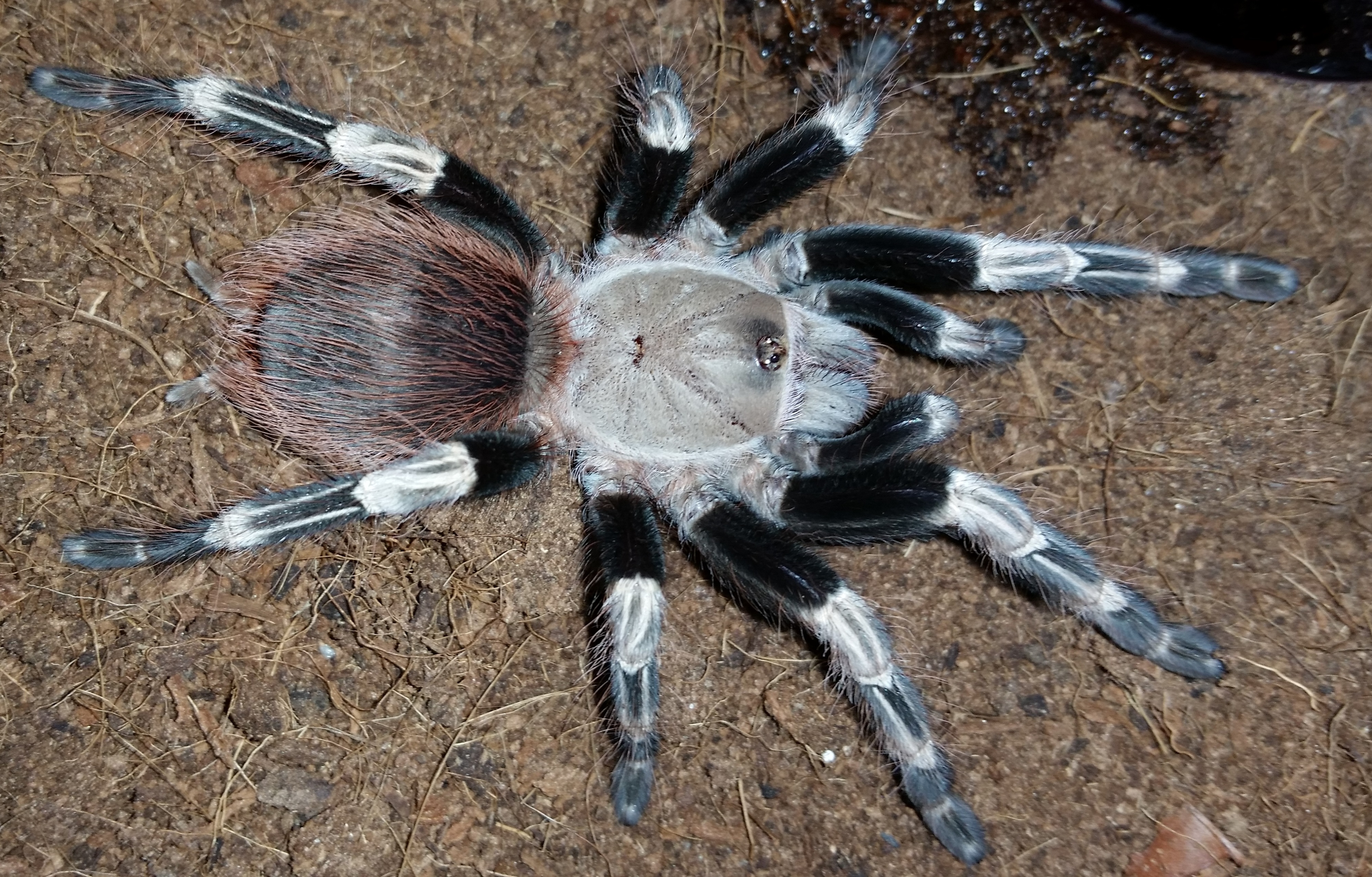 Tarantula Nhandu chromatus