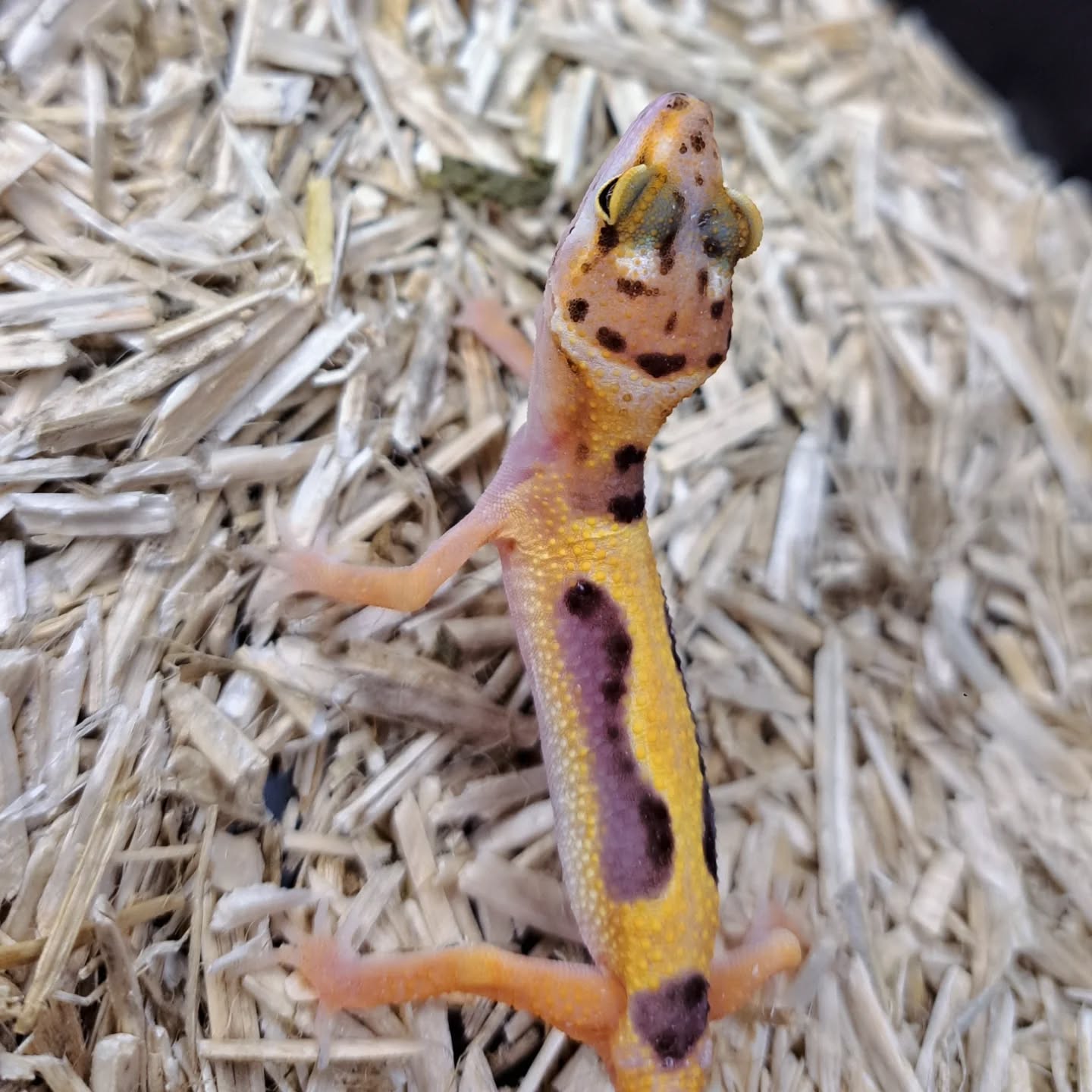 Gecko leopardo Tangerine Bold
