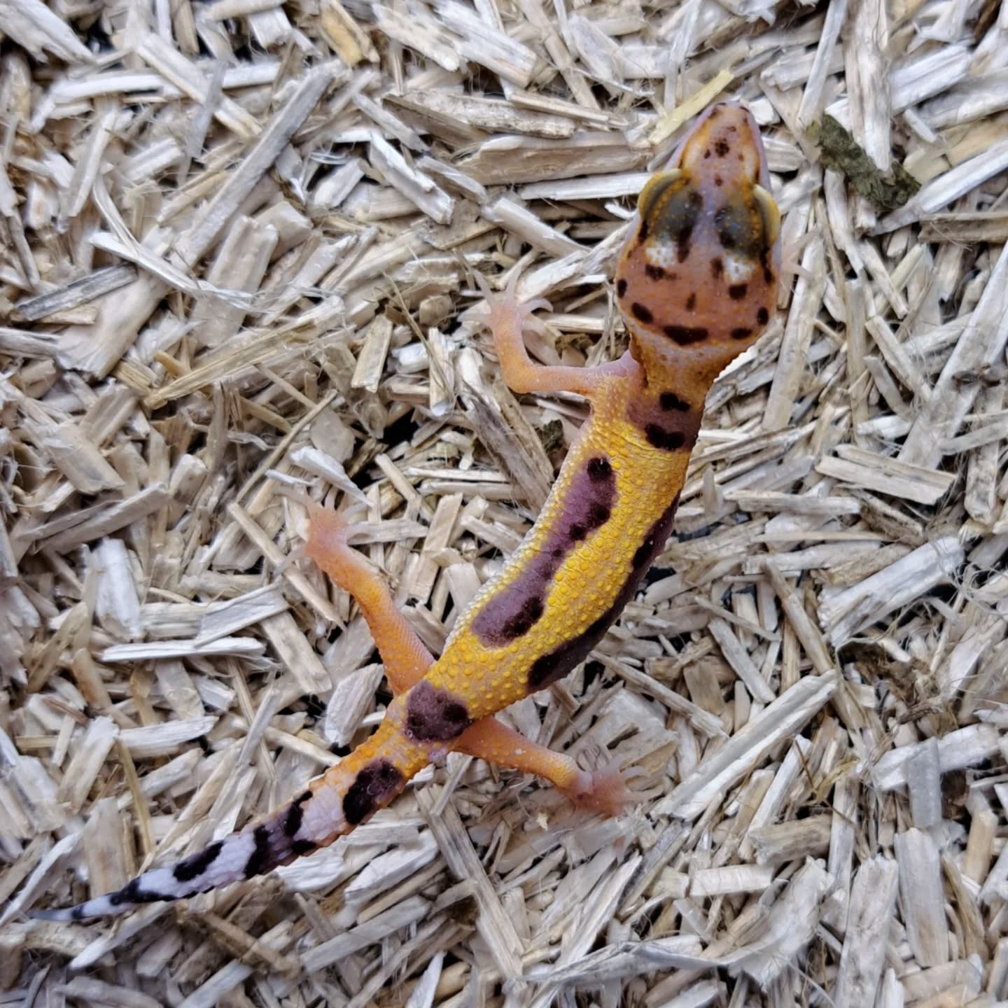 Gecko leopardo Tangerine Bold
