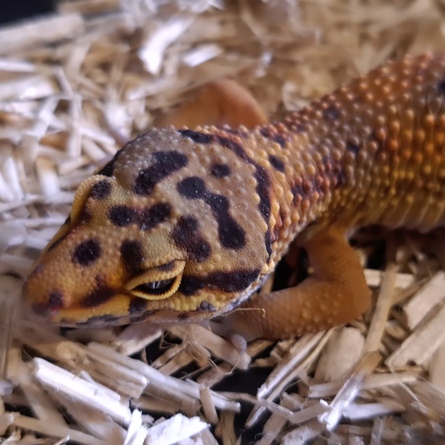 Gecko leopardo baby 2025