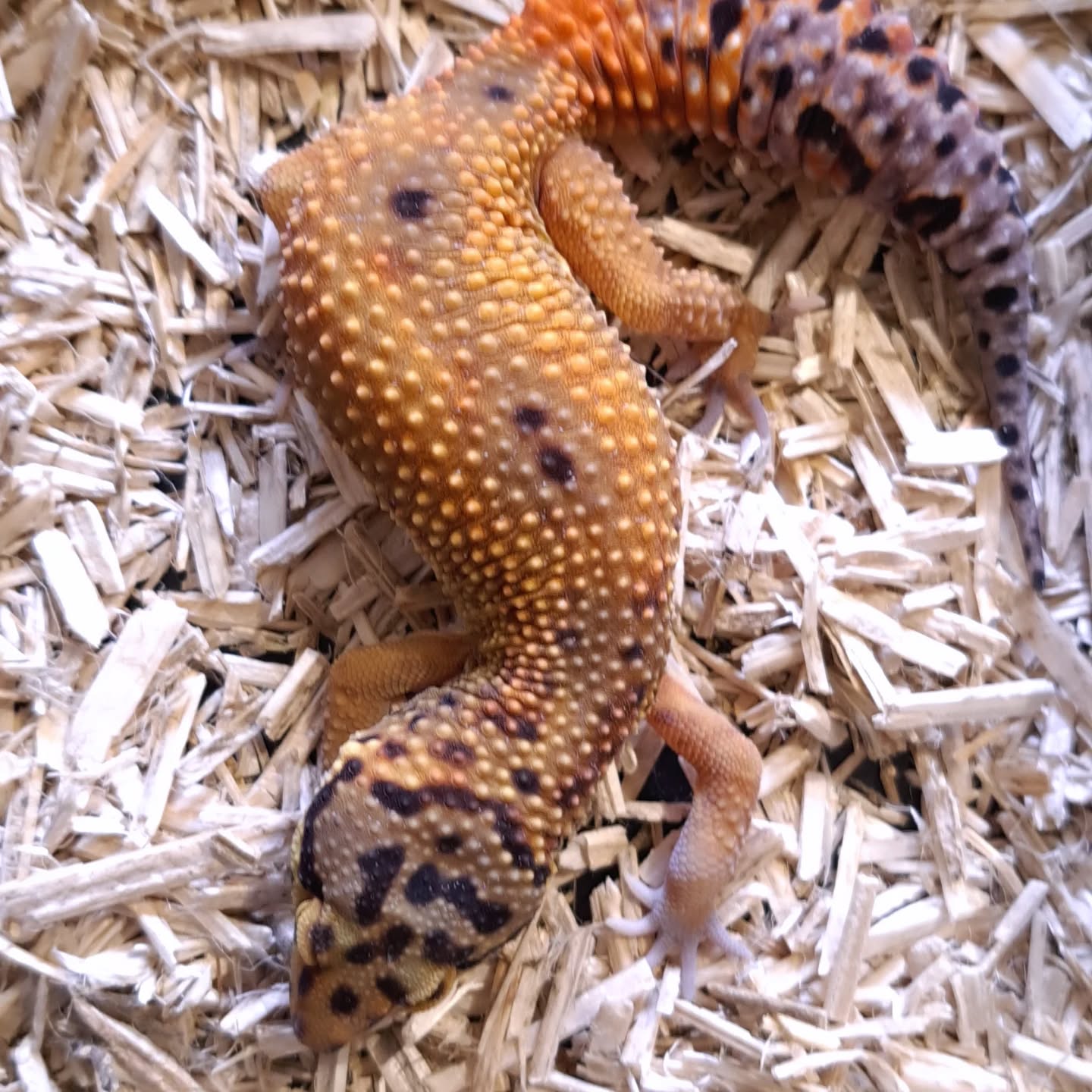 Gecko leopardo baby 2025