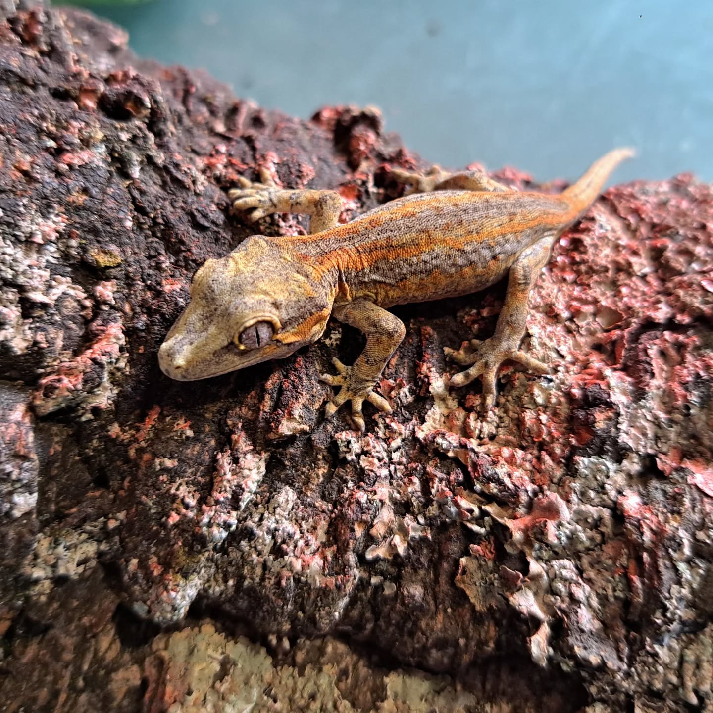 Rhacodactylus Auriculados-Gargoyle gecko red stripe