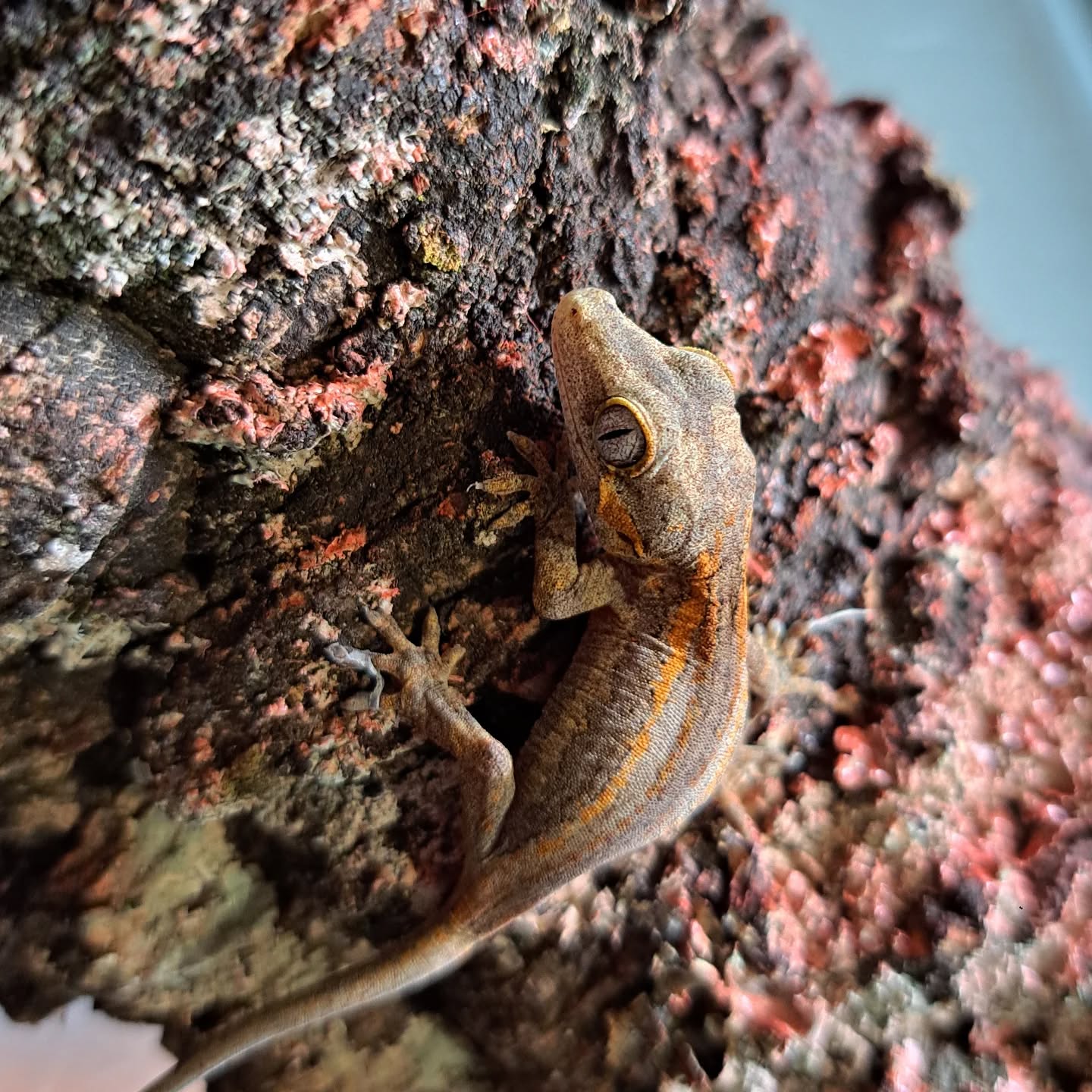 Rhacodactylus Auriculados-Gargoyle gecko red stripe