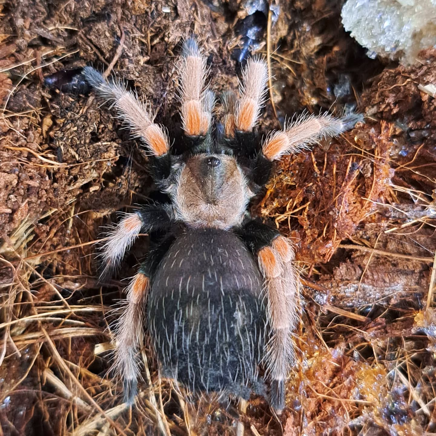 Brachypelma boehmei-Tarantula de joelho vermelho