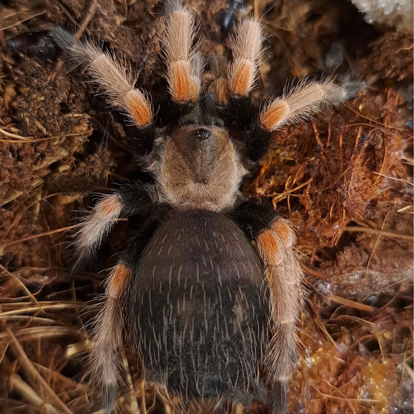 Brachypelma boehmei-Tarantula de joelho vermelho