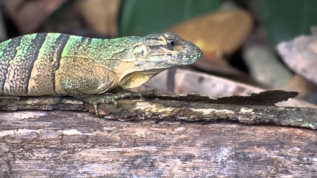 Ctenosaura similis