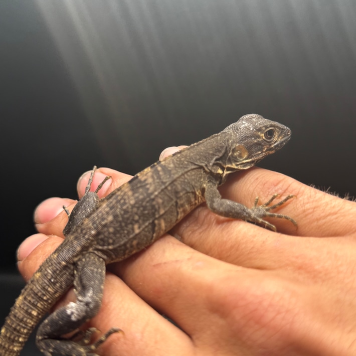 Ctenosaura similis