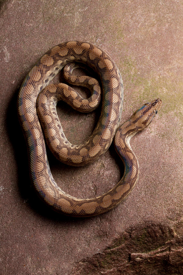 Serpente  Arco-Íris