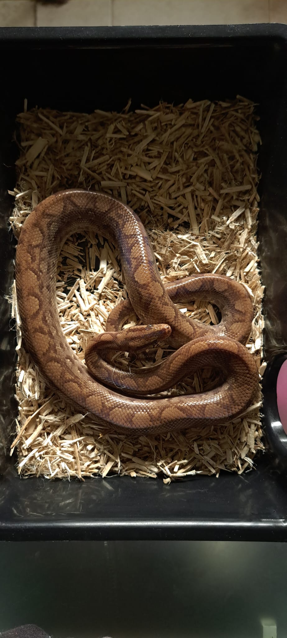 Serpente  Arco-Íris