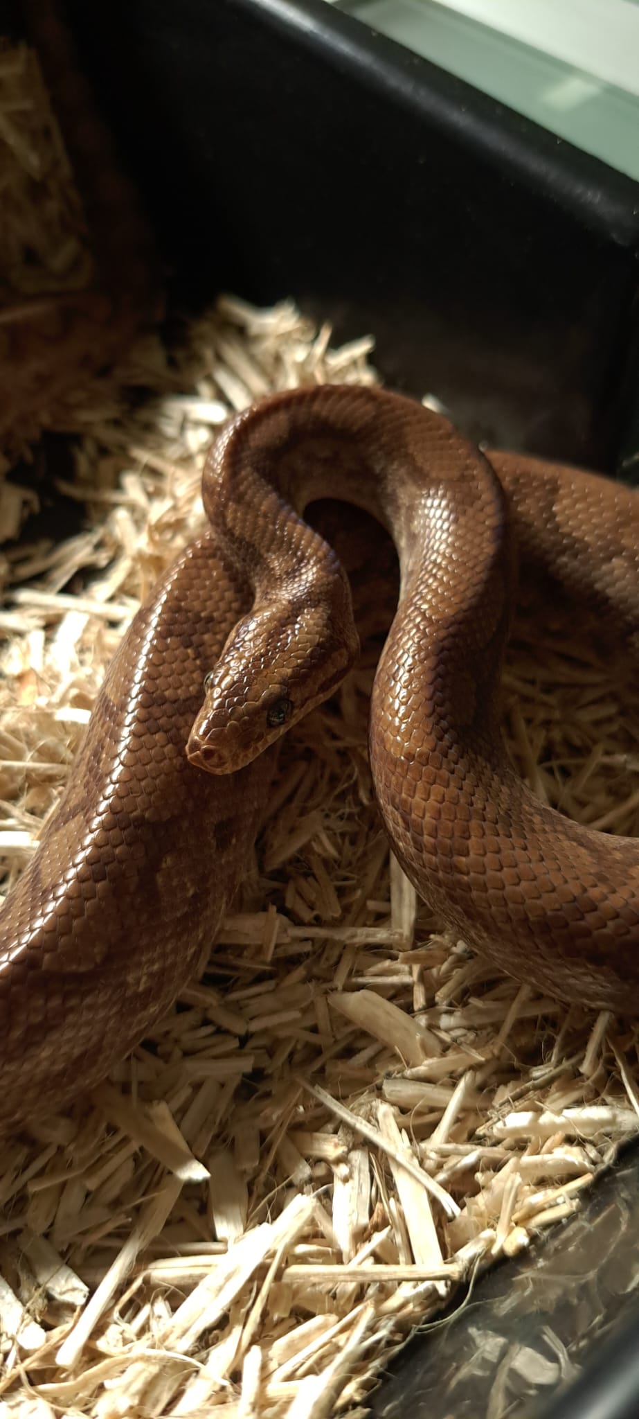 Serpente  Arco-Íris