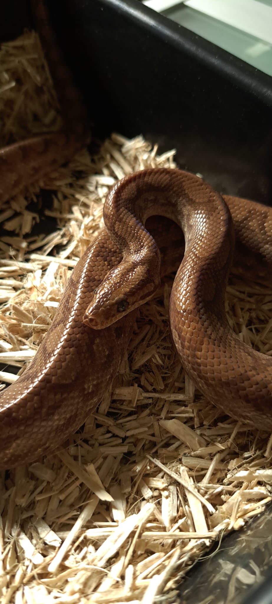 Serpente  Arco-Íris