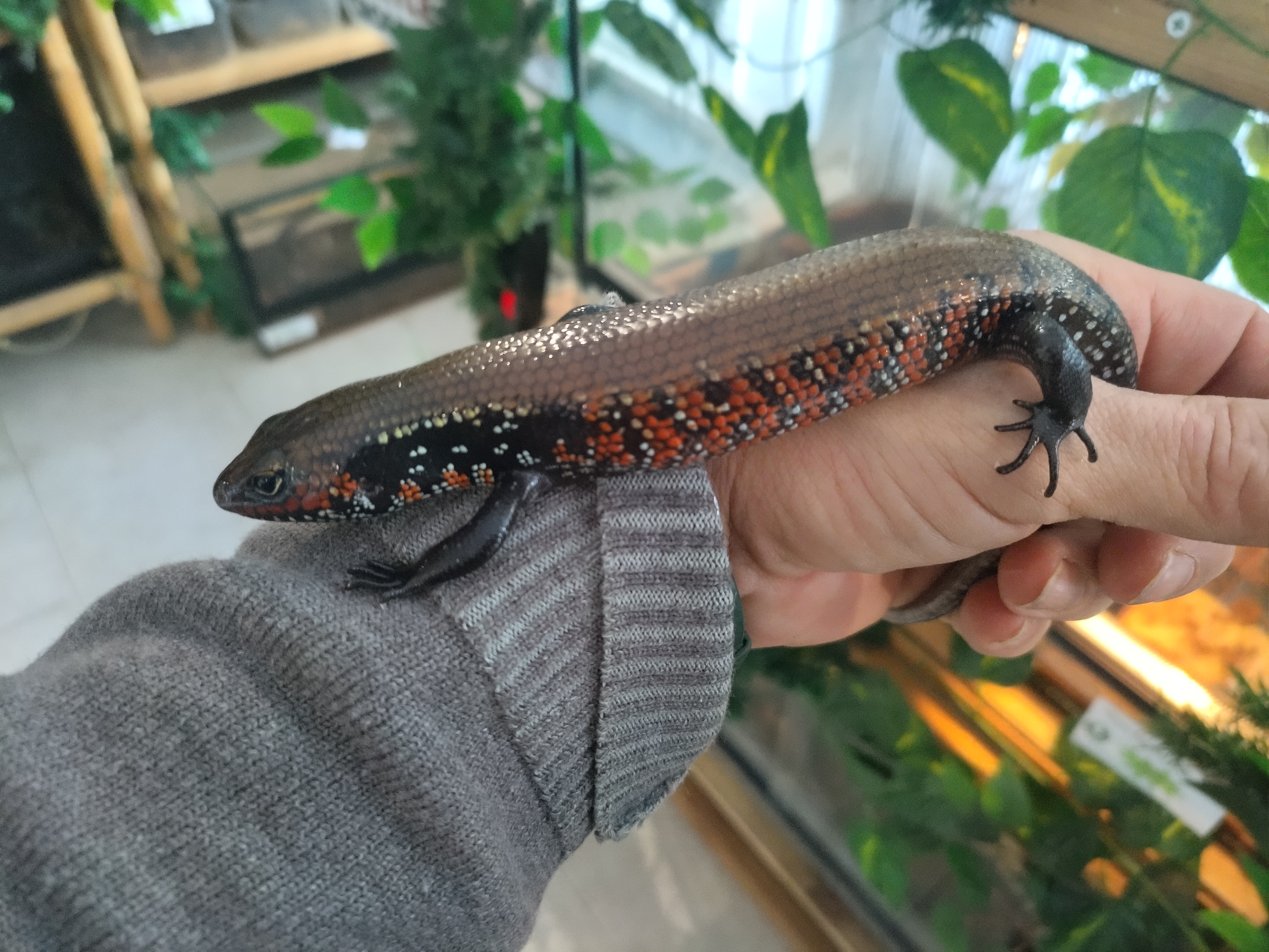 Lagarto de Fogo