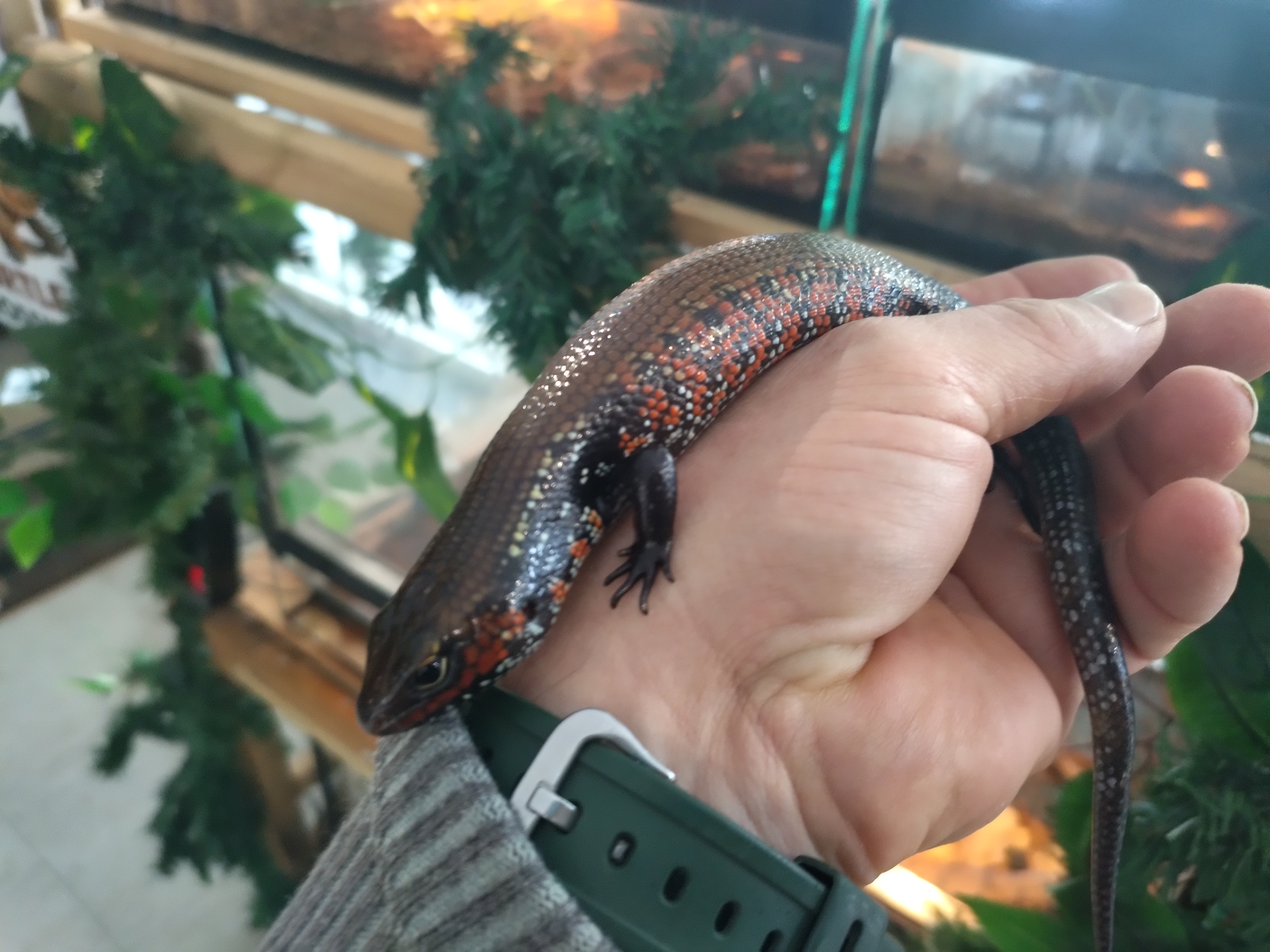 Lagarto de Fogo