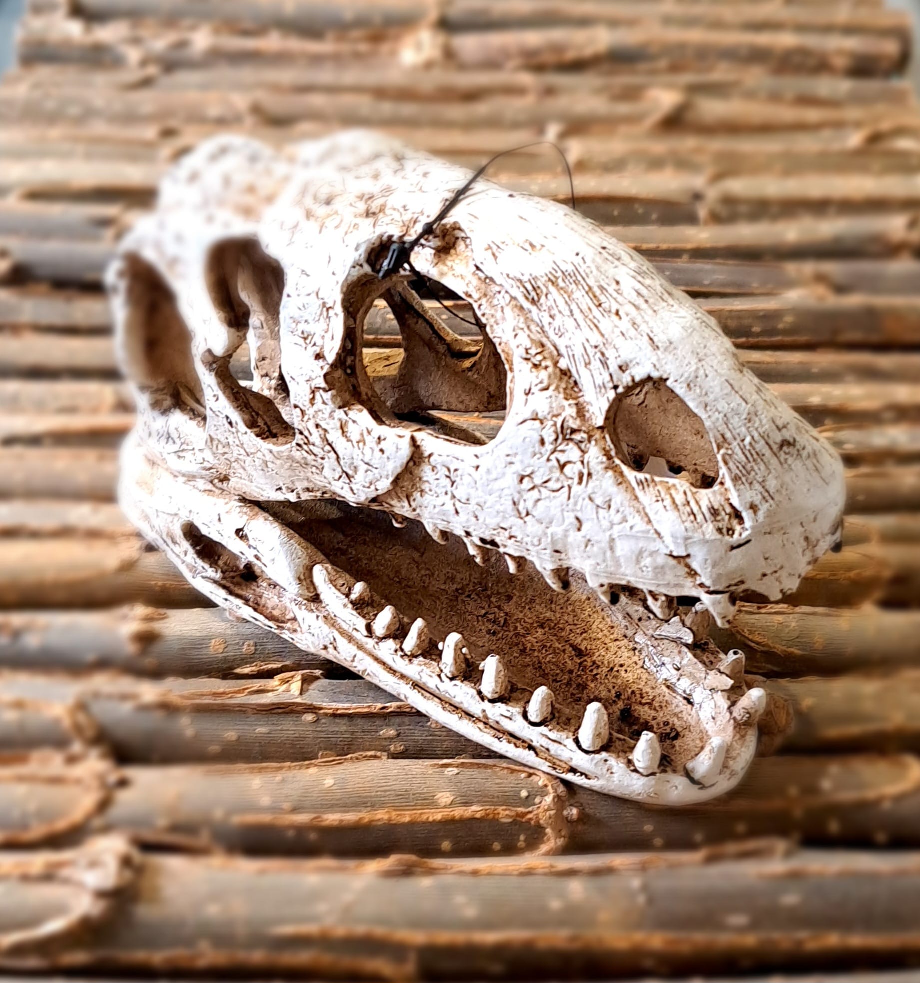 Crânio Decorativo de Réptil