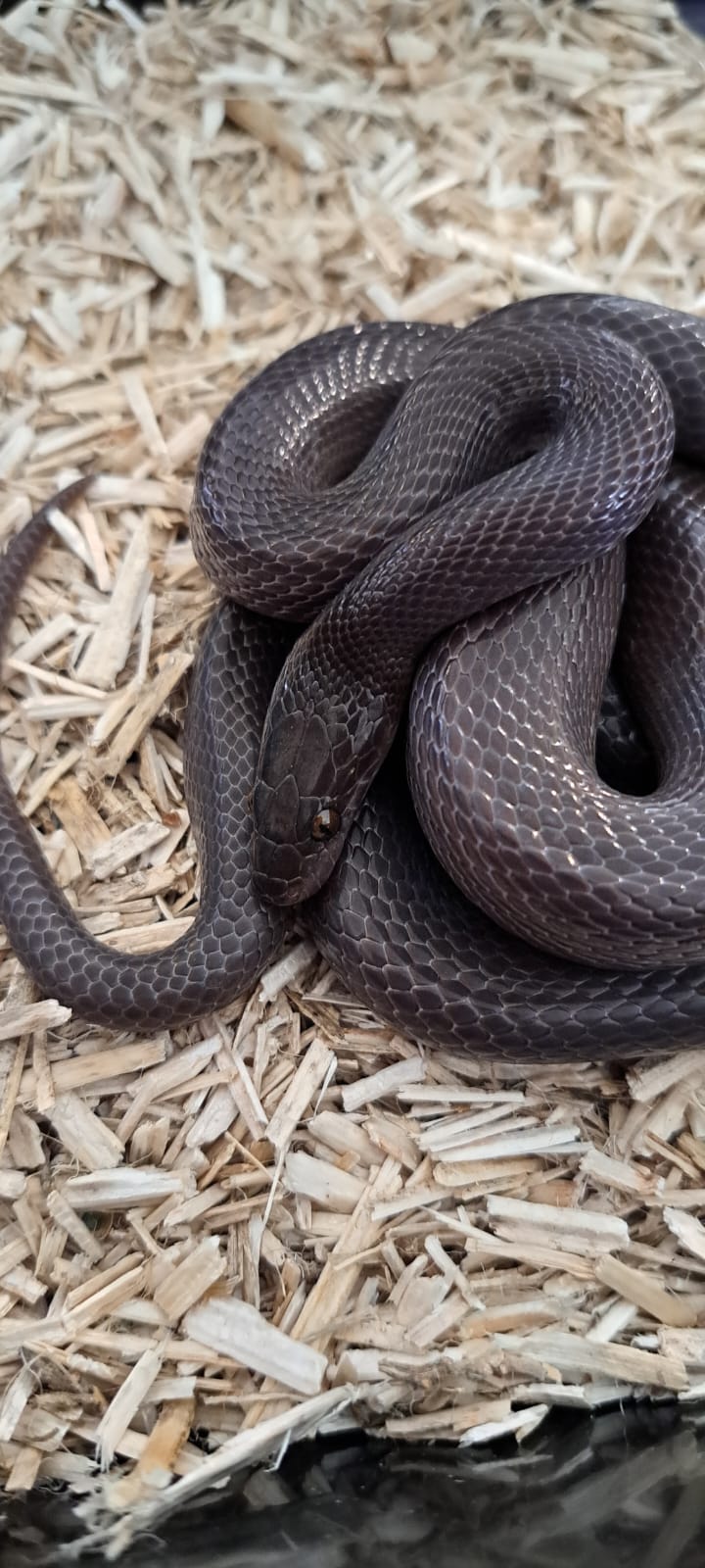 Lamprophis fuliginosus (cobra de casa africana)