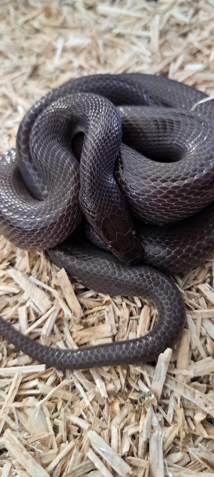 Lamprophis fuliginosus (cobra de casa africana)