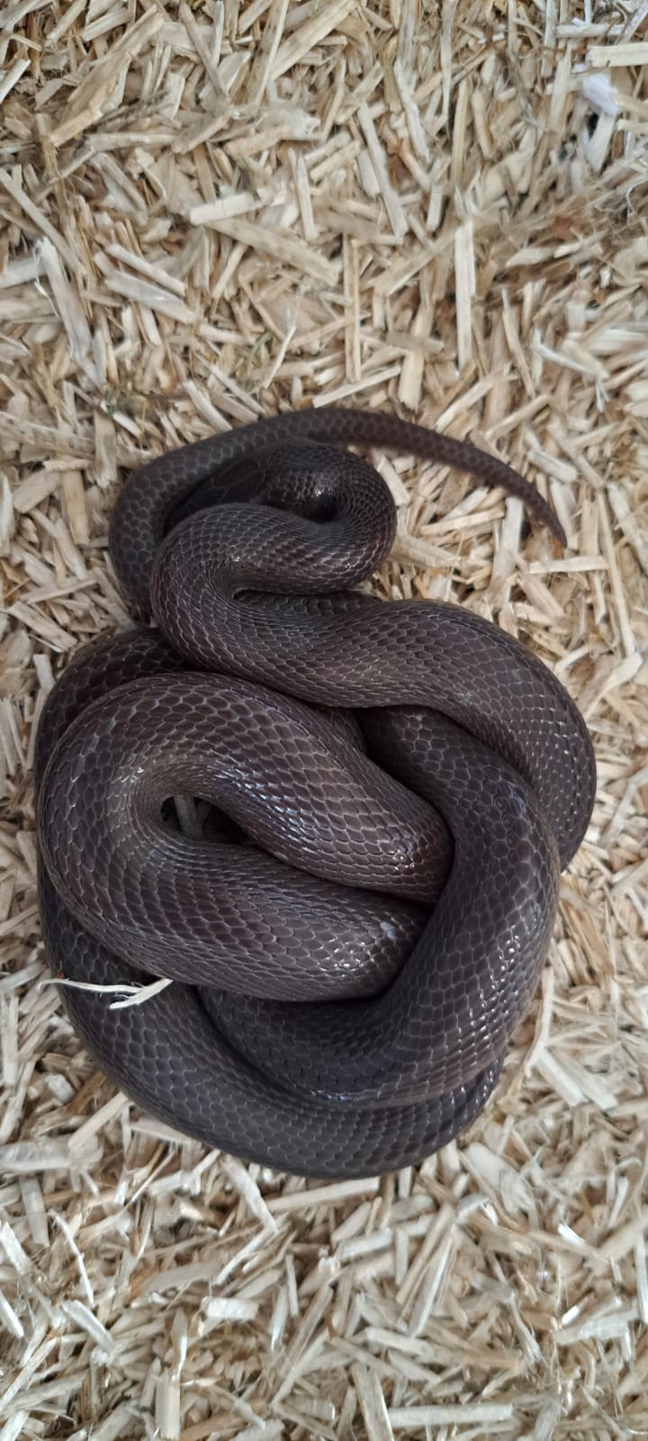 Lamprophis fuliginosus (cobra de casa africana)