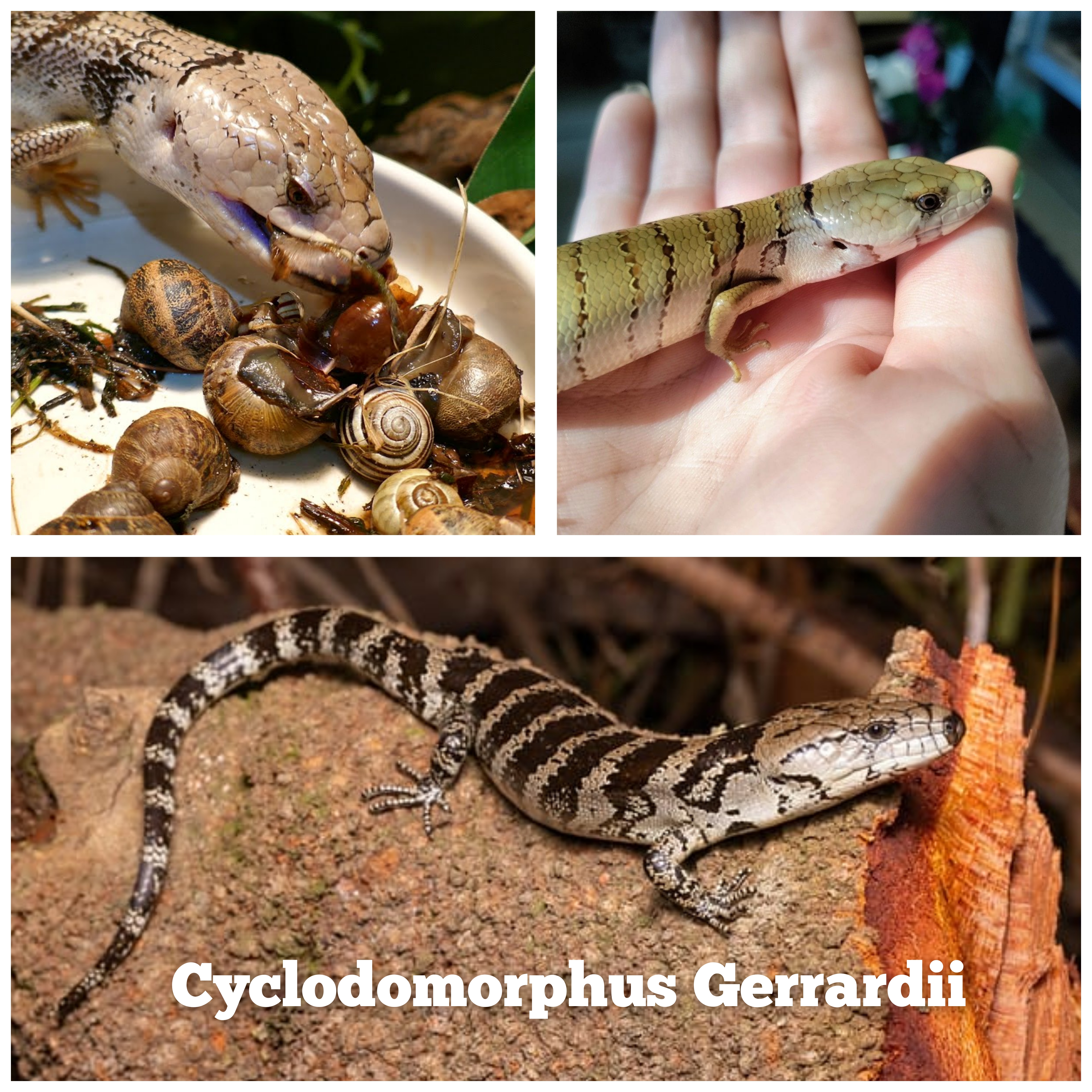 Lagarto língua-Rosa