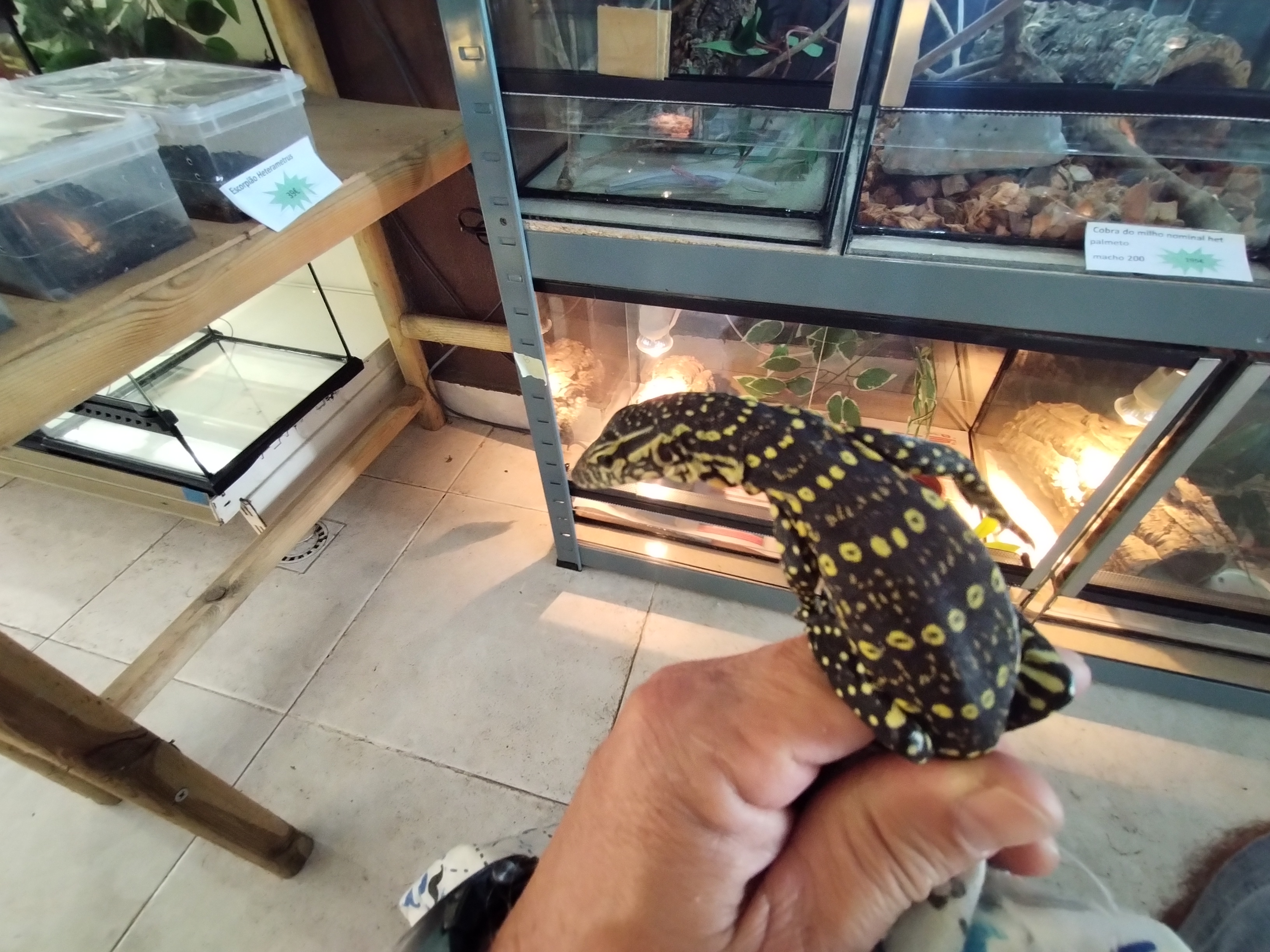 Varanus Ornatus