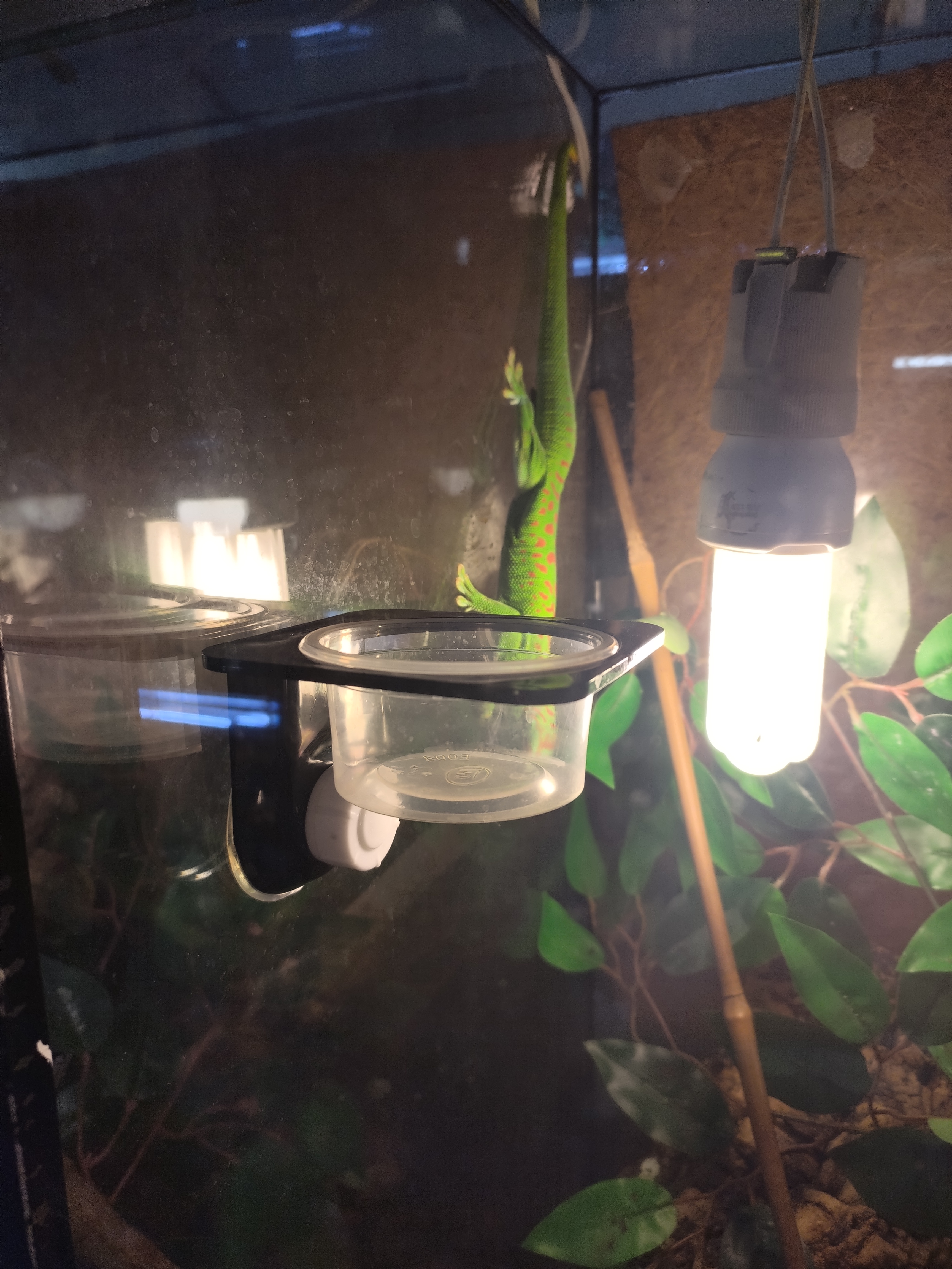 Comedouro suspenso geckos