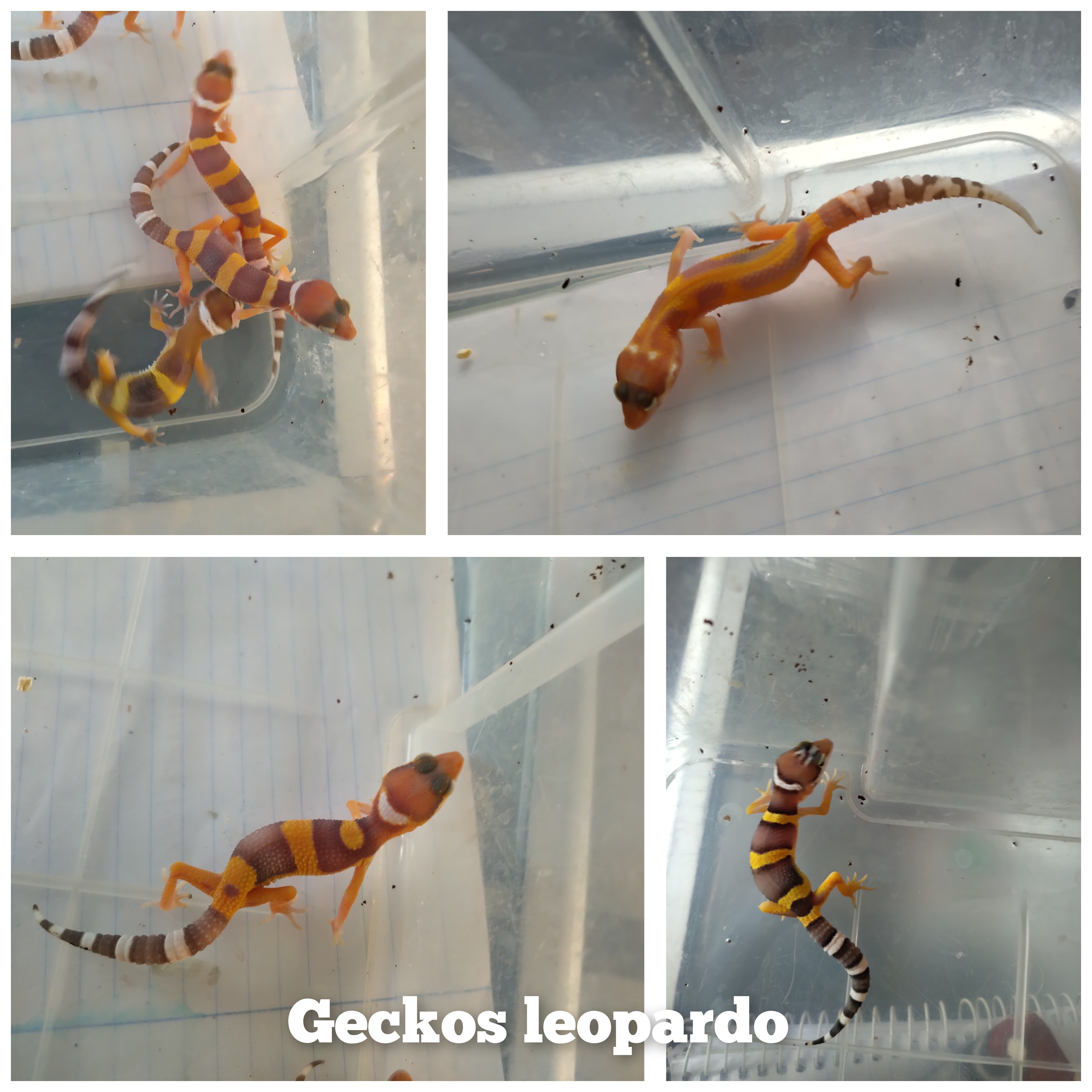 gecko leopardo baby 2025