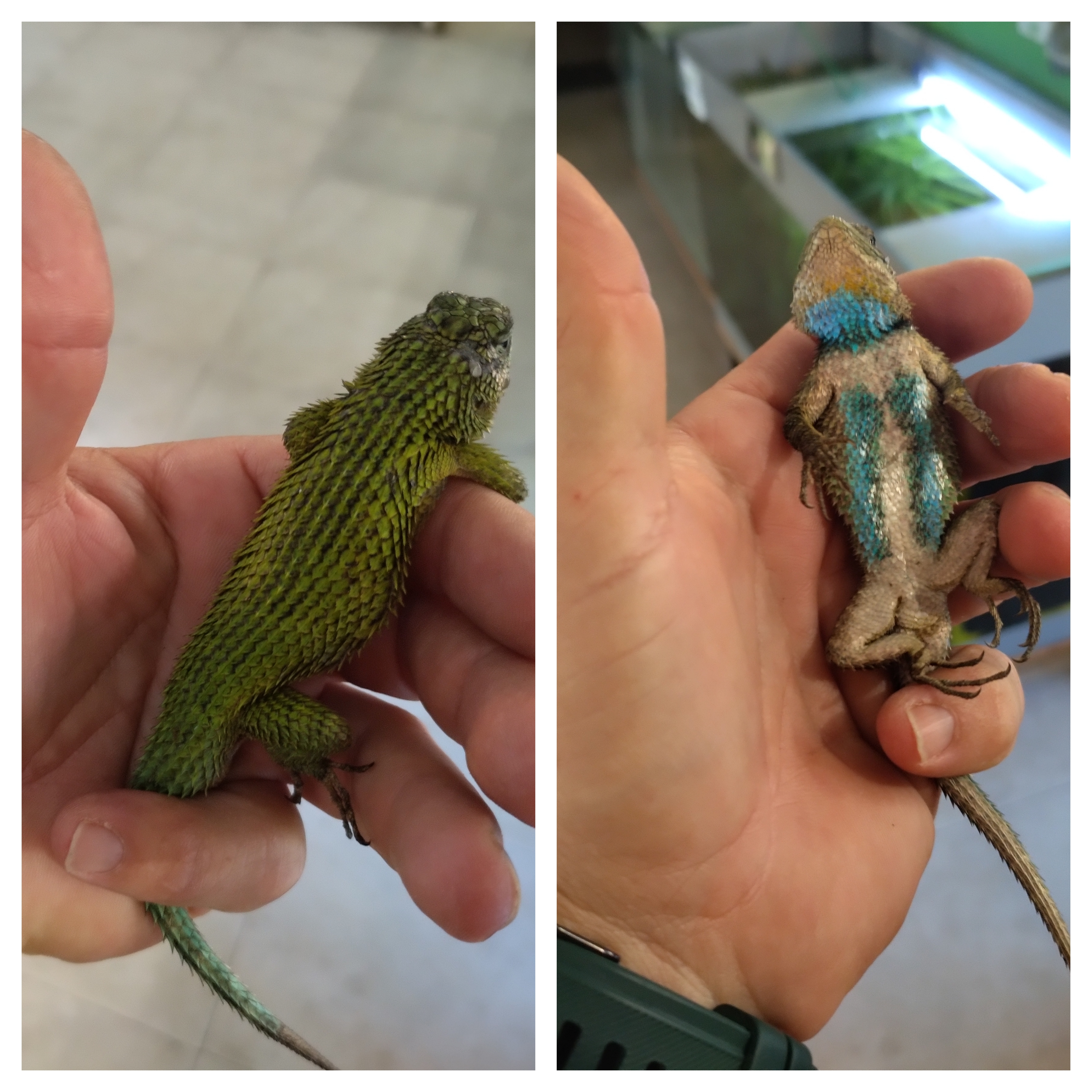 Lagarto Esmeralda